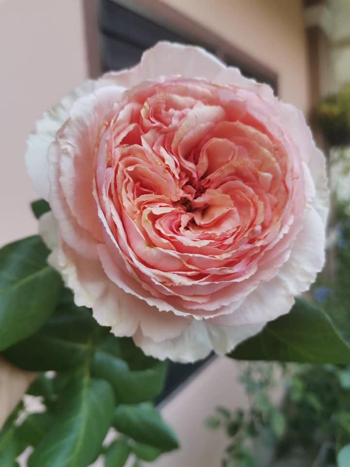 Mayuree Rose Gallery added a new photo. - Mayuree Rose Gallery