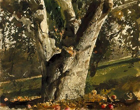 CIDER APPLES, watercolor, 1962