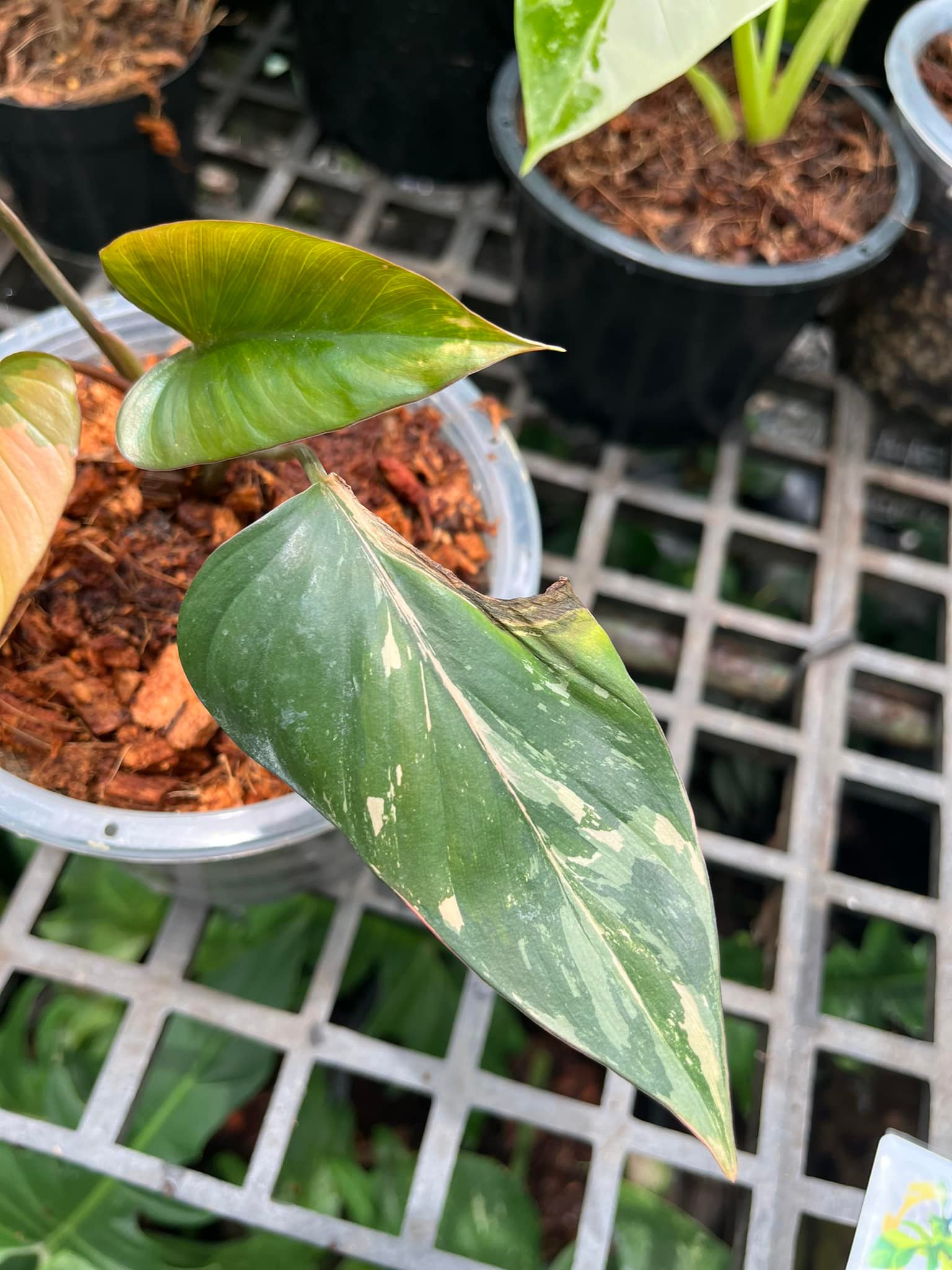 Patchara Orchid ขายปลีก-ส่งกล้วยไม้,ไม้ด่าง,ไม้มงคล