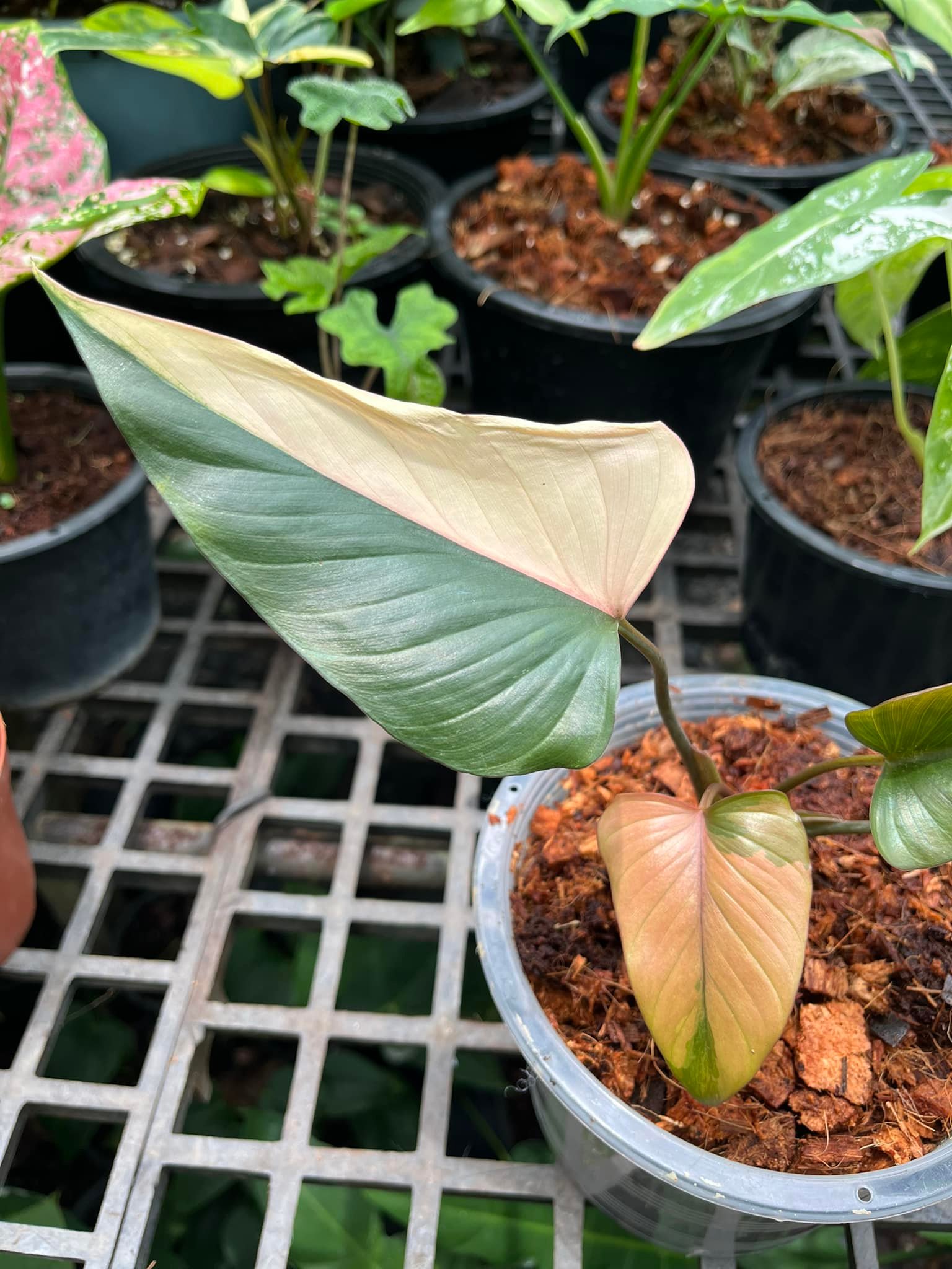 Patchara Orchid ขายปลีก-ส่งกล้วยไม้,ไม้ด่าง,ไม้มงคล