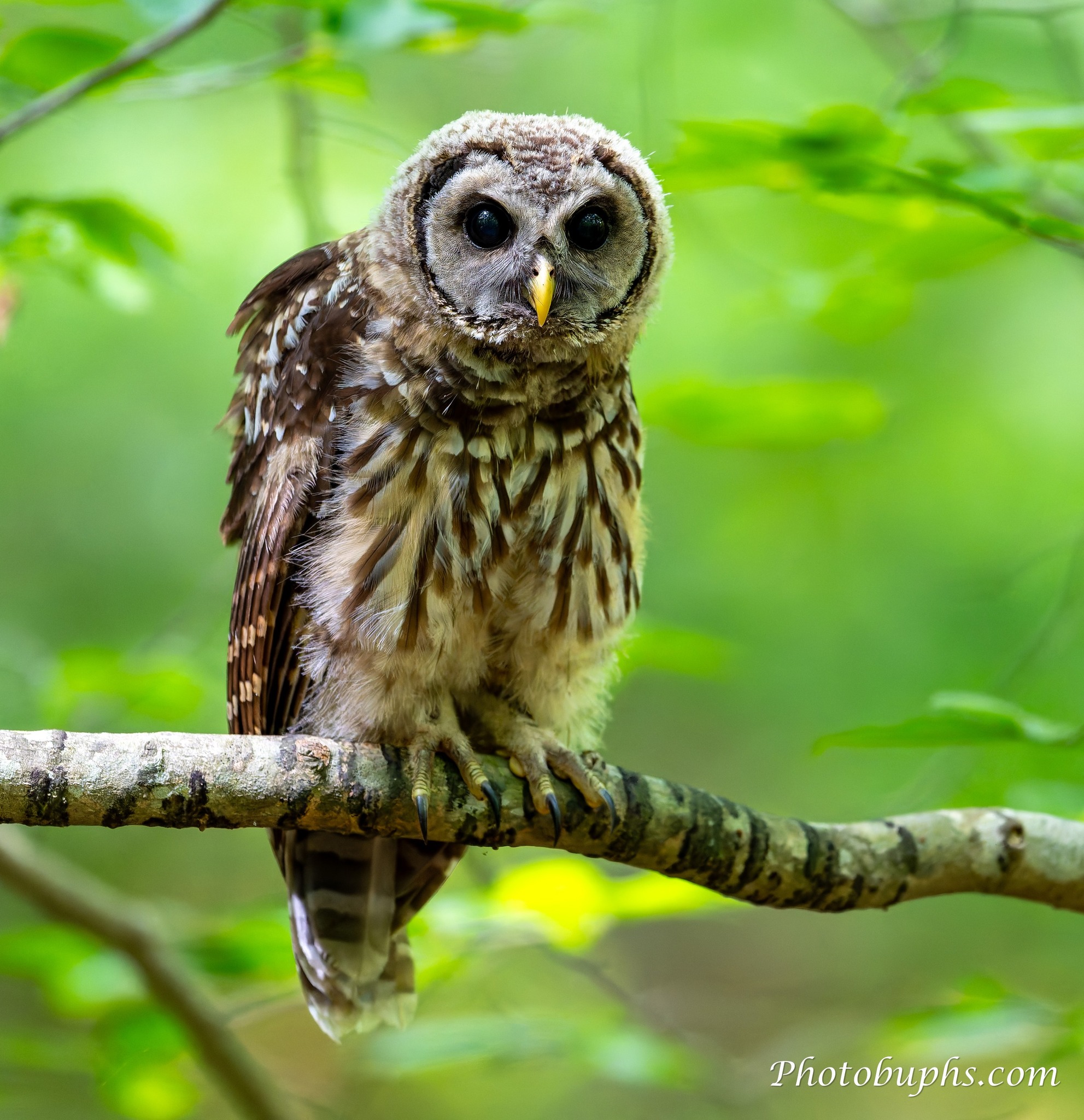 Juvenile Bard Owl Leita Thompson Park Roswell, Georgia. USA 6/20/2025