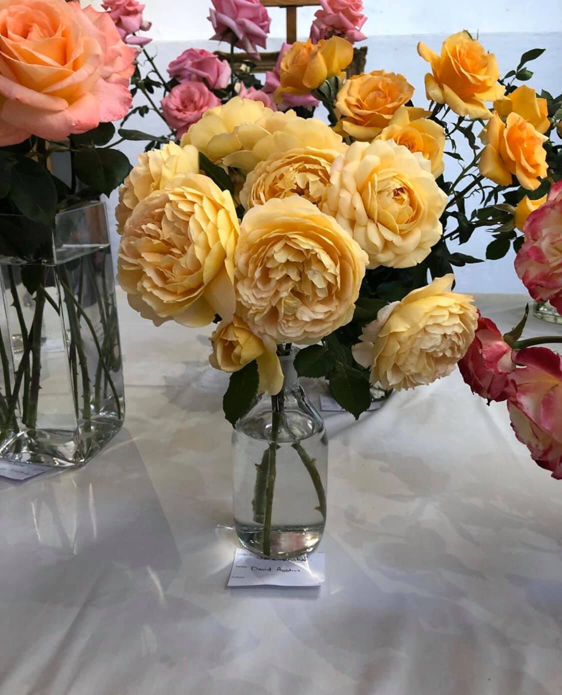 Lemoenhof - Our roses proudly on display at the Montagu...