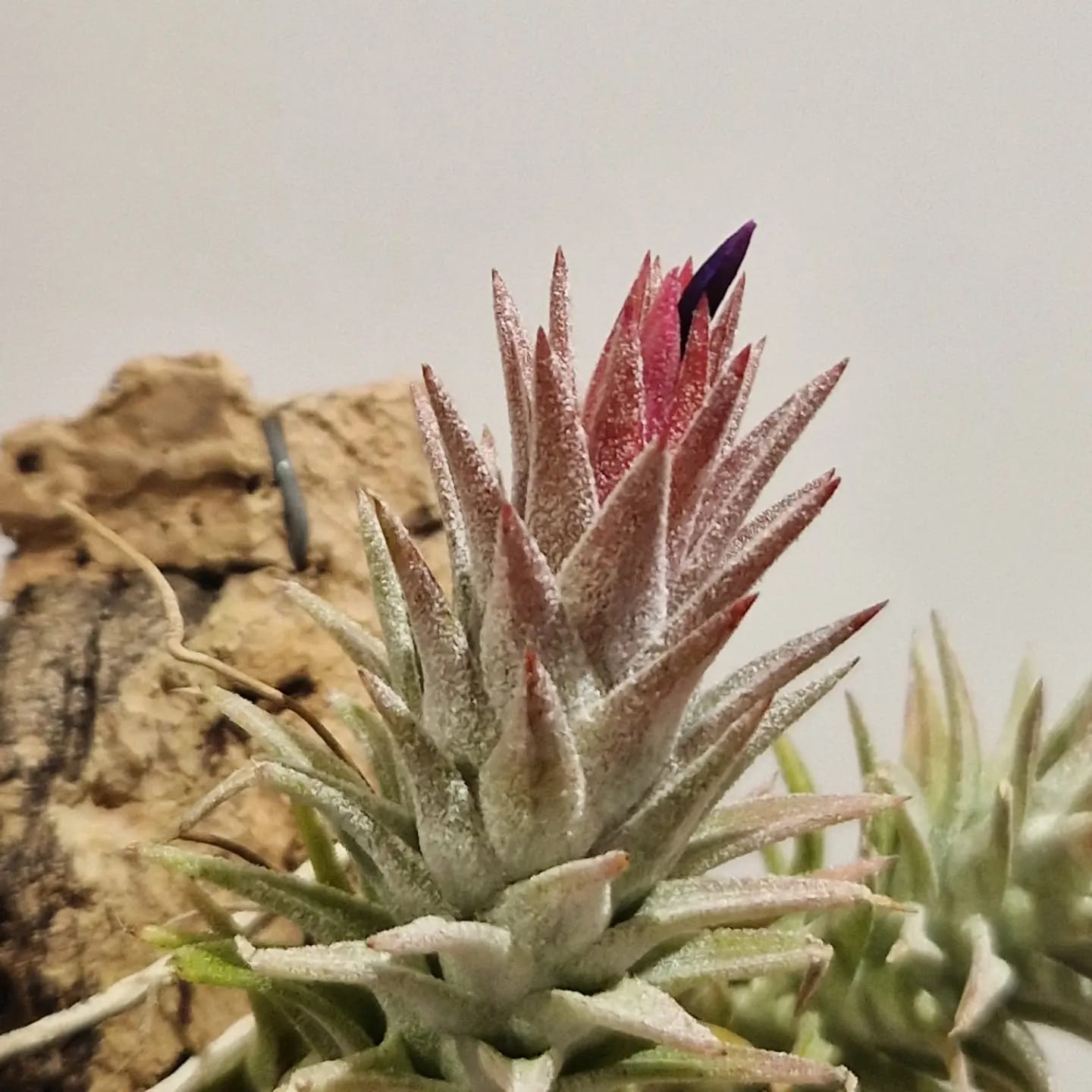 Tillandsia ionantha var vanhyningii