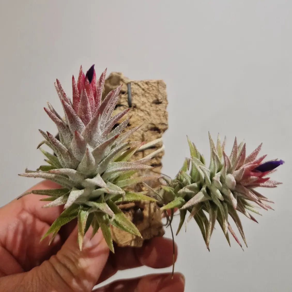 Tillandsia Totoro cv.of ionantha 速達発送 Tillandsia Totoro cv.of
