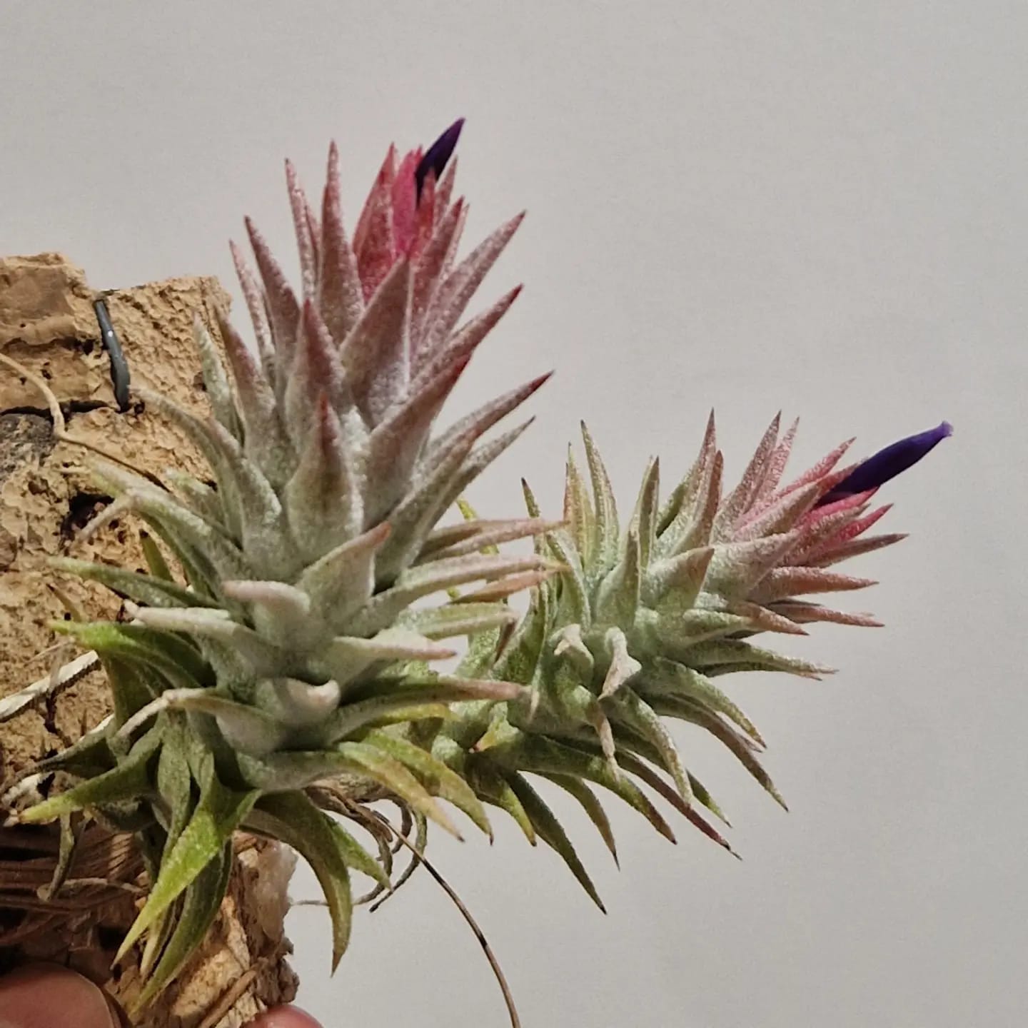 Tillandsia ionantha var vanhyningii