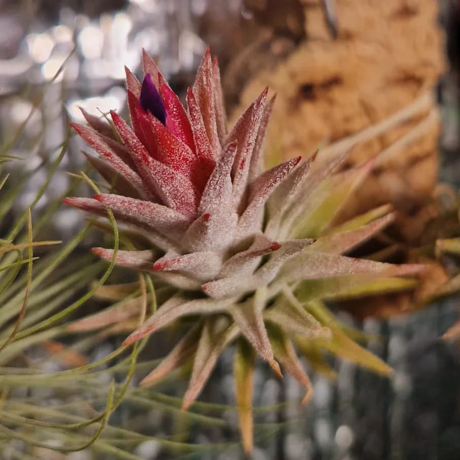 Tillandsia 'Hedgehog' cv.of ionantha