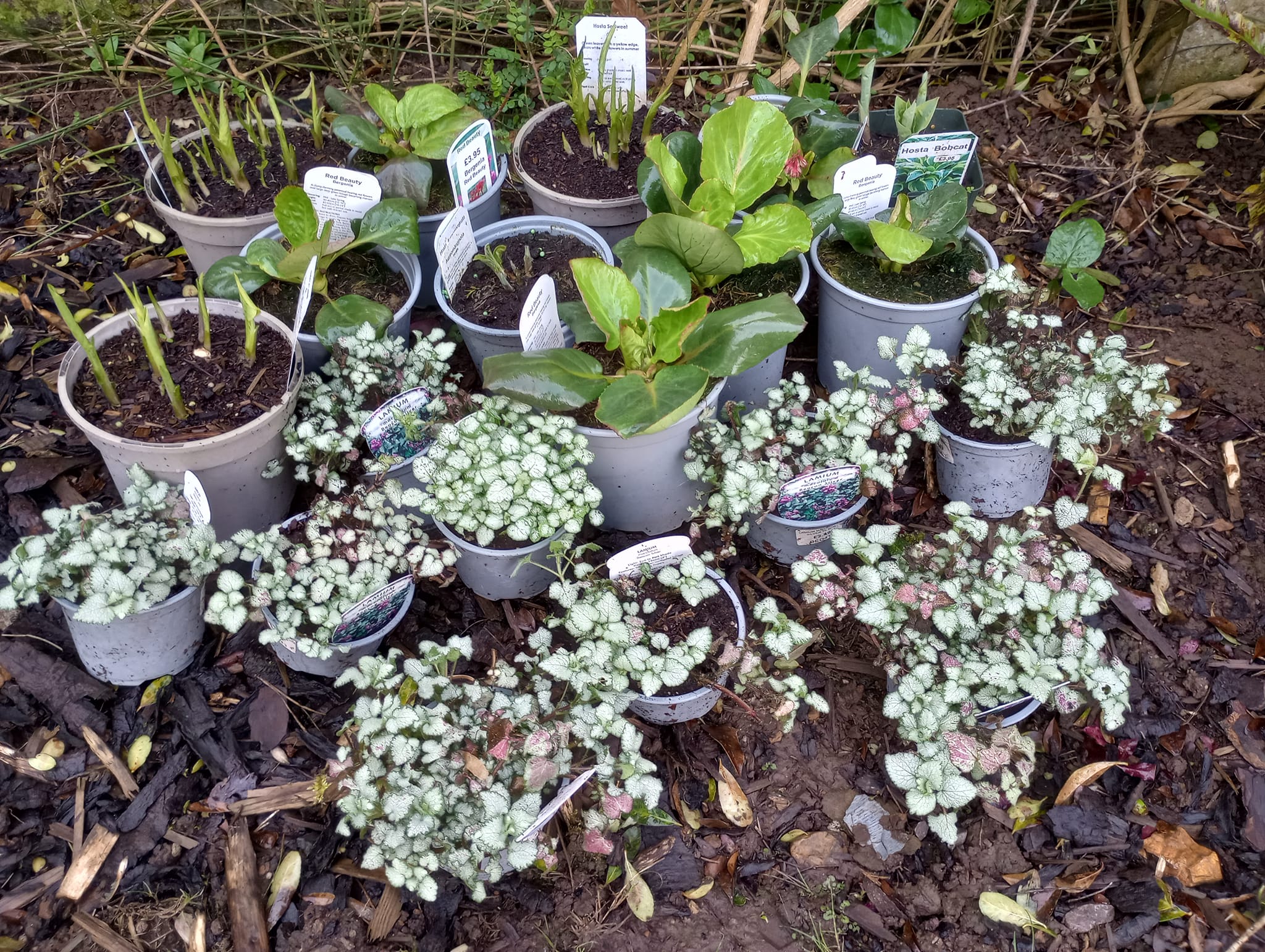 A beautiful selection of plants that... - Jack in The Green | Facebook