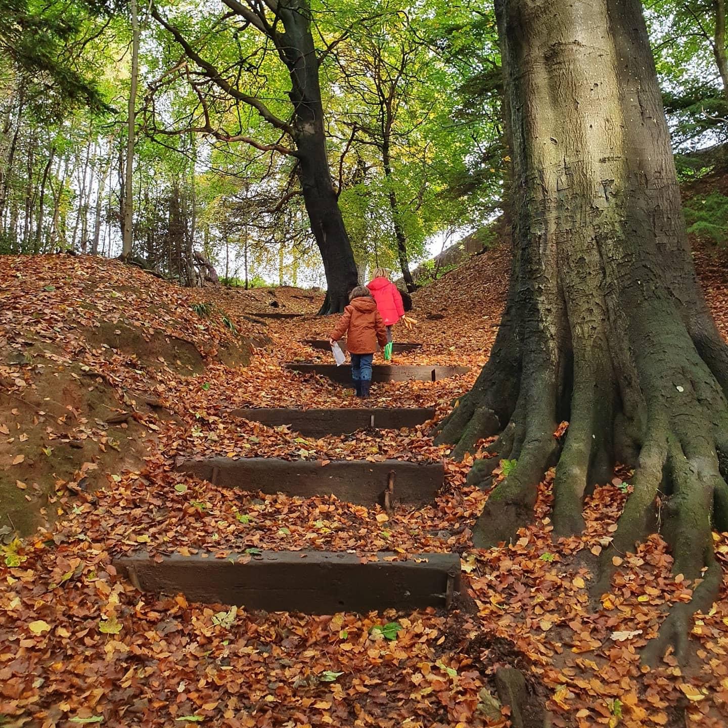 Fife - Have you a special tree in your community? Why not put it on the ...