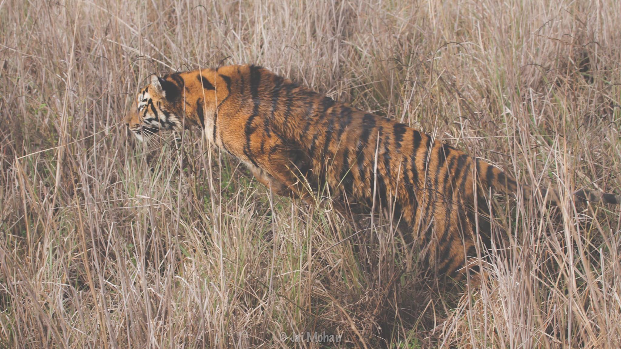 The Vanishing Stripes - Excerpt from 'THE VANISHING STRIPES' - (Leave a ...