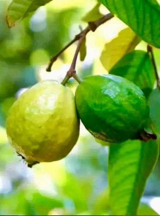 Life - Both guavas are hanging together on the same branch of the same ...
