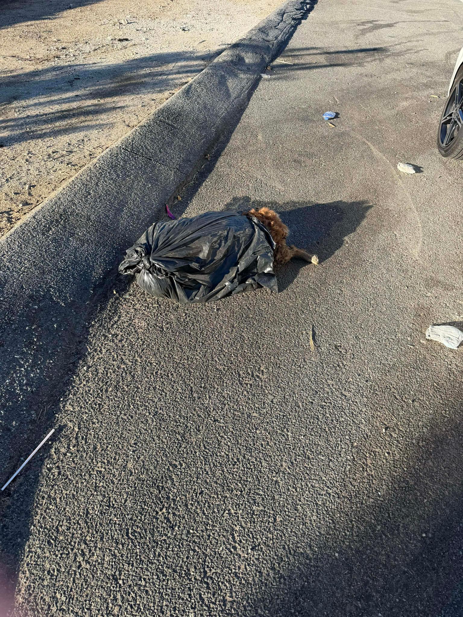 Deceased black and white dog found on Escondido Drive