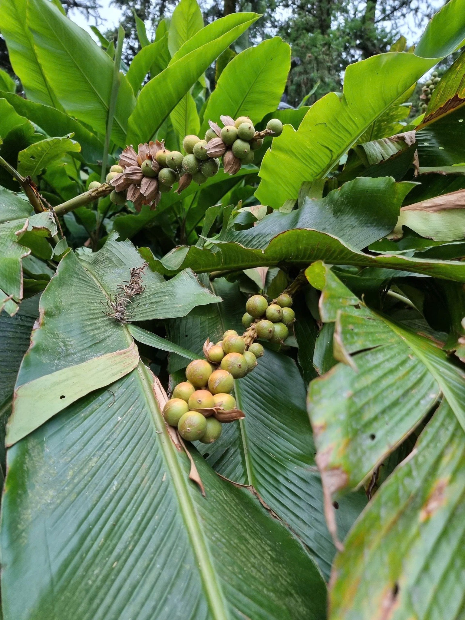 Herbland - Cây riềng rừng, Sẹ hay Bo bo đến mùa thu hoạch quả để sấy ...