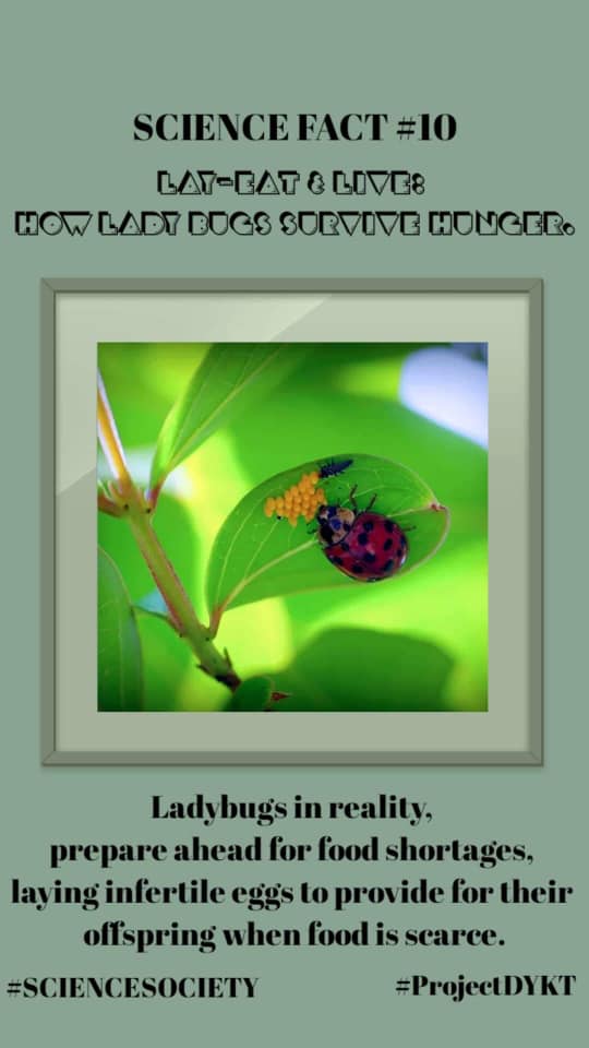 Coalition - Fact #10 DID YOU KNOW THAT LADY BUGS LAY EXTRA EGGS AS A ...