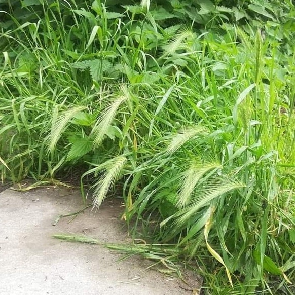 pas-op-het-is-stichting-gebruikers-assistentiehonden