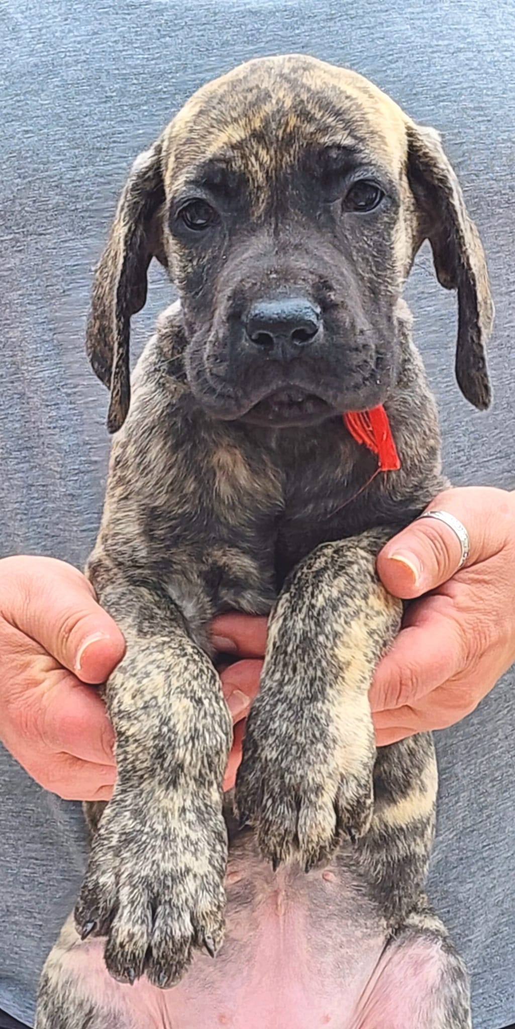In The Ruff Great Danes