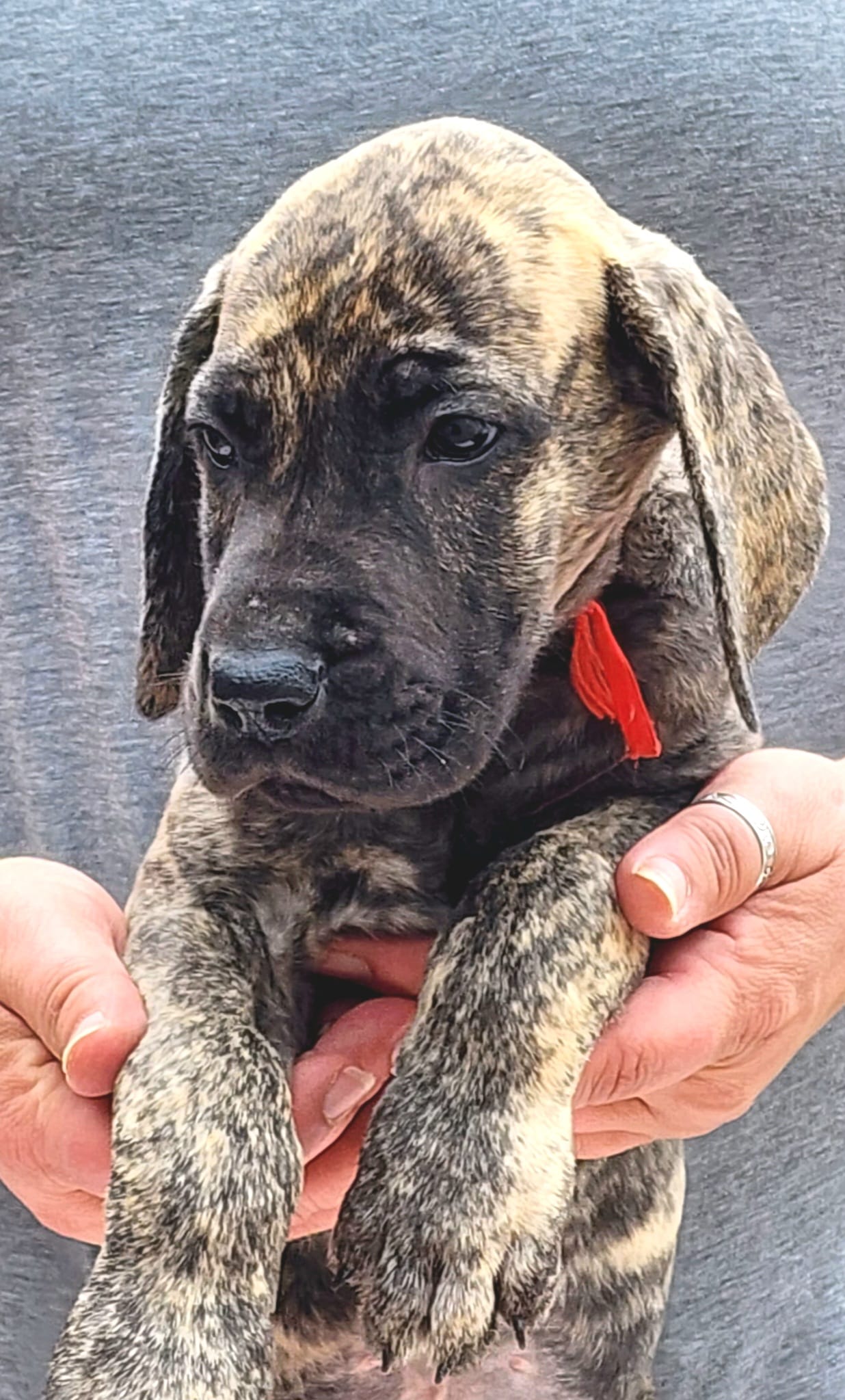 In The Ruff Great Danes
