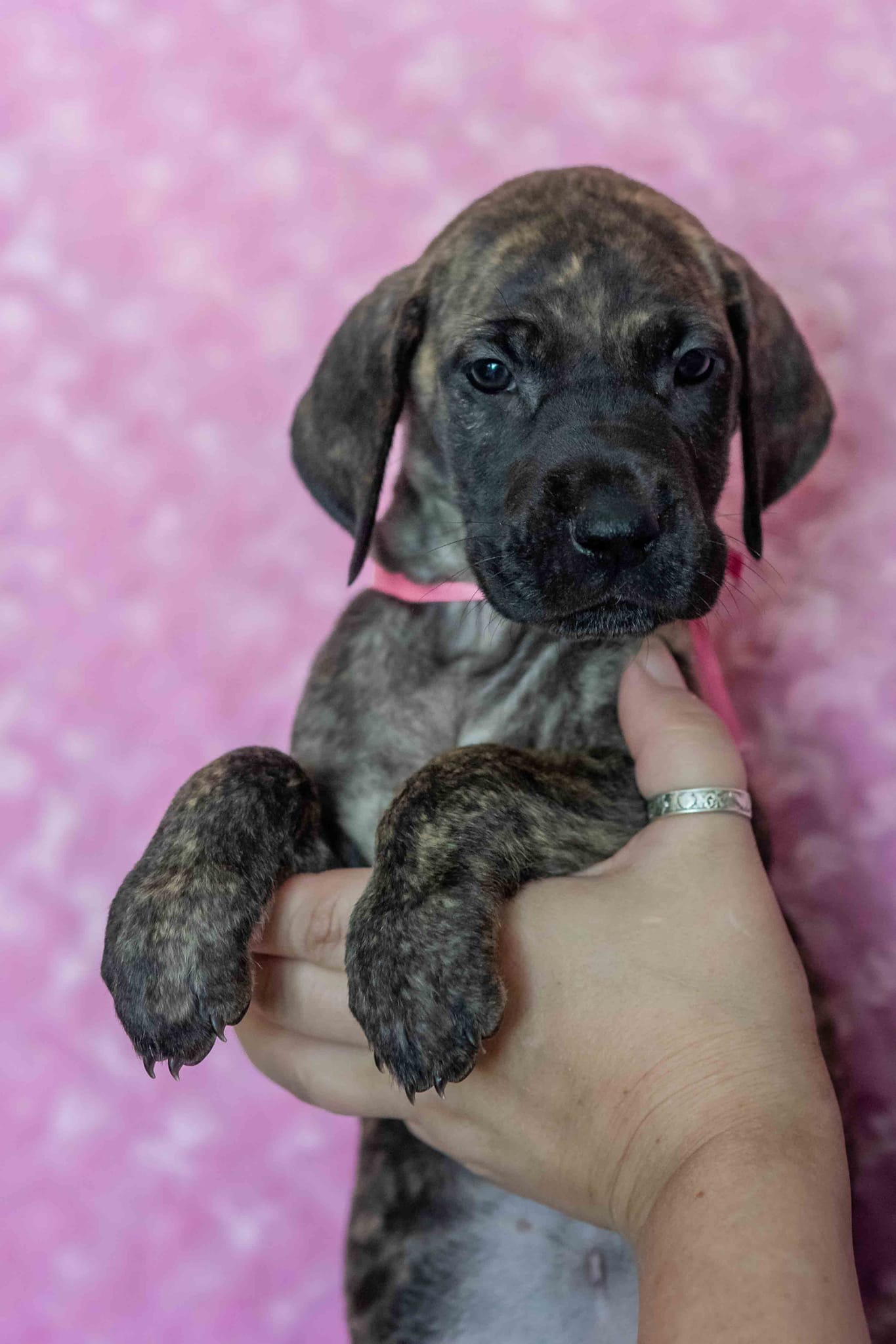 In The Ruff Great Danes