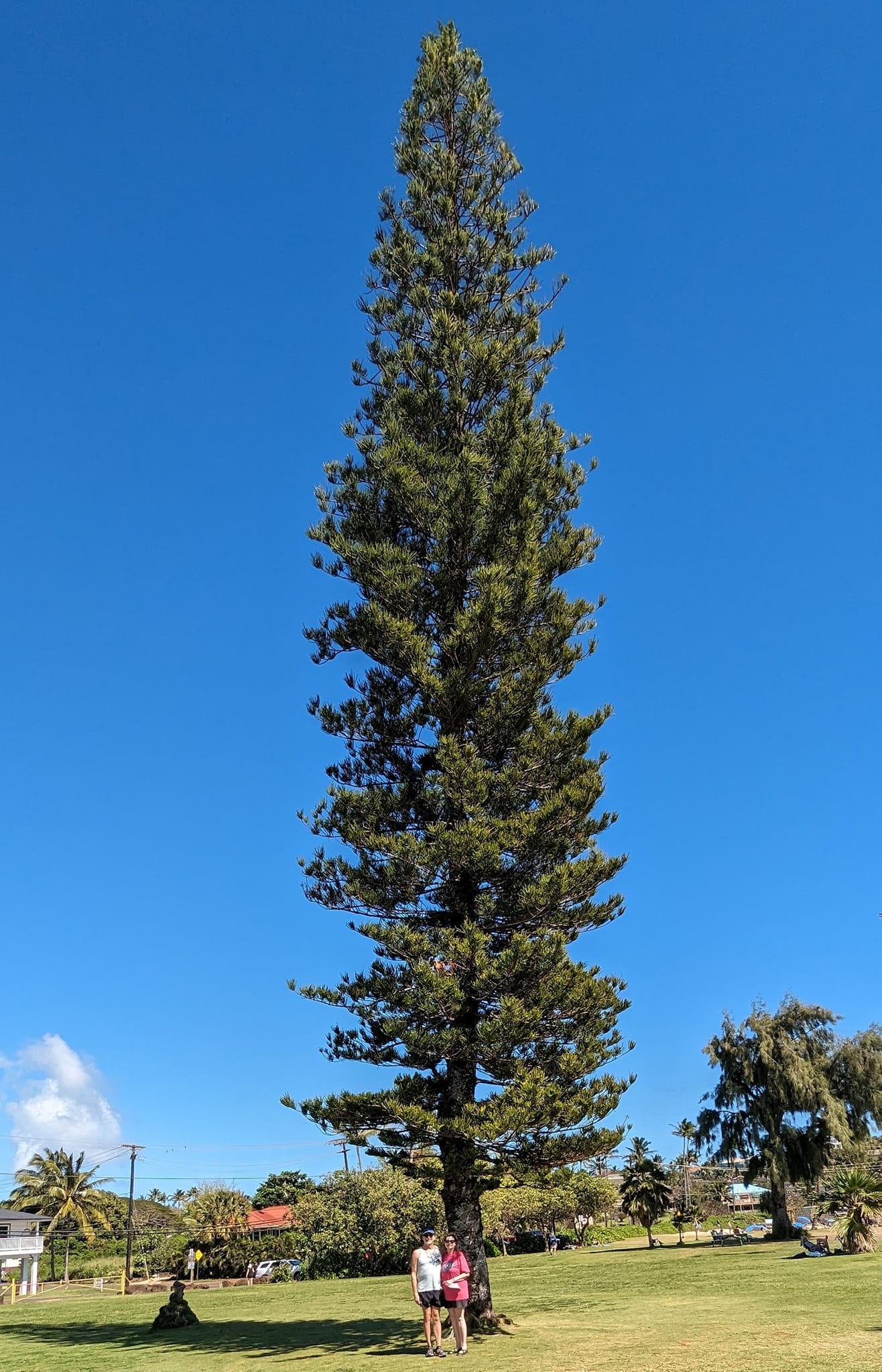 25 PCS Seeds Araucaria Columnaris Native To New Caledonia Fresh