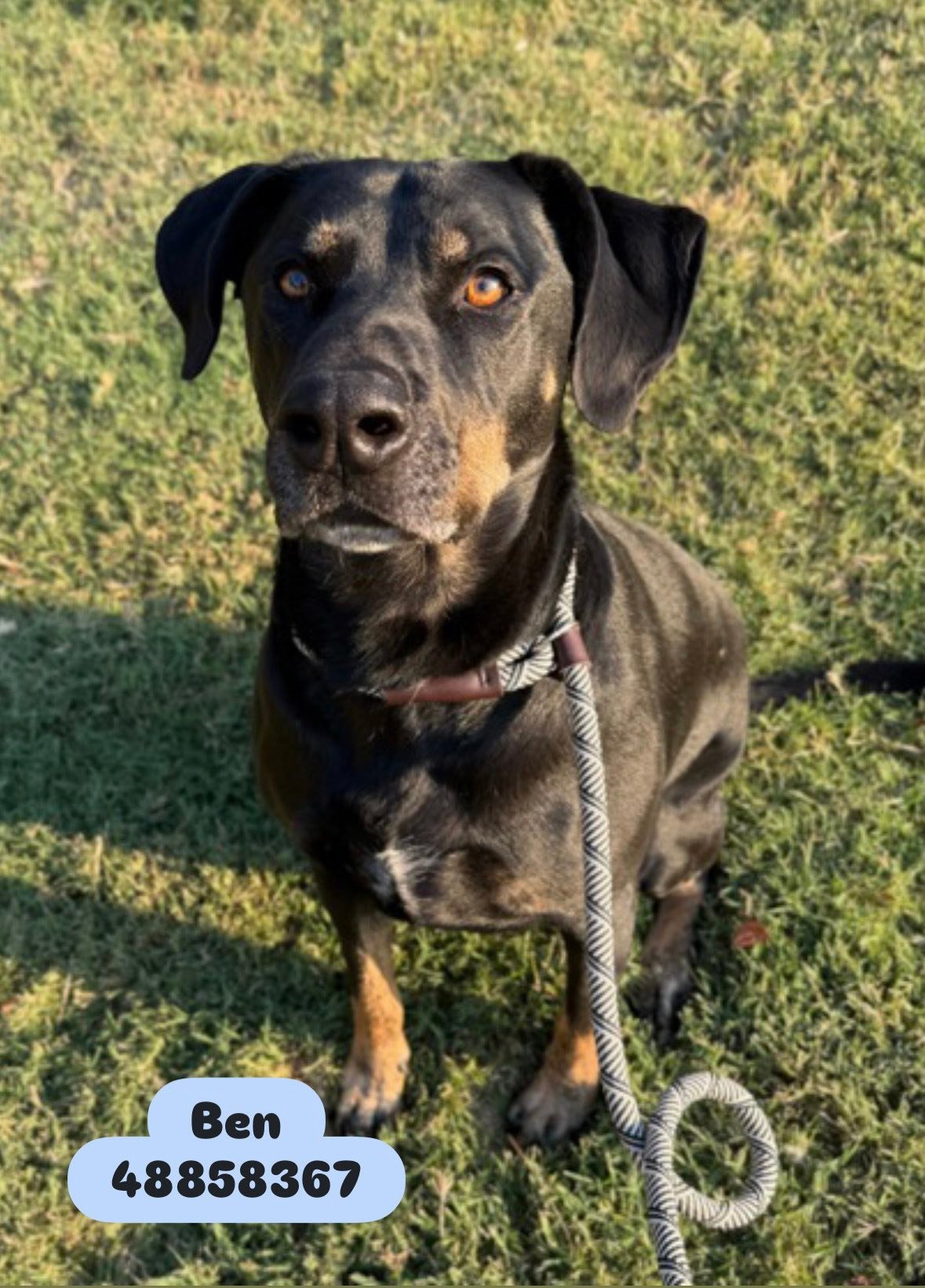 Raising - 🎉safe with foster🎉 🚨PAST DEADLINE, CAN BE EUTH@NIZED AT ANY ...
