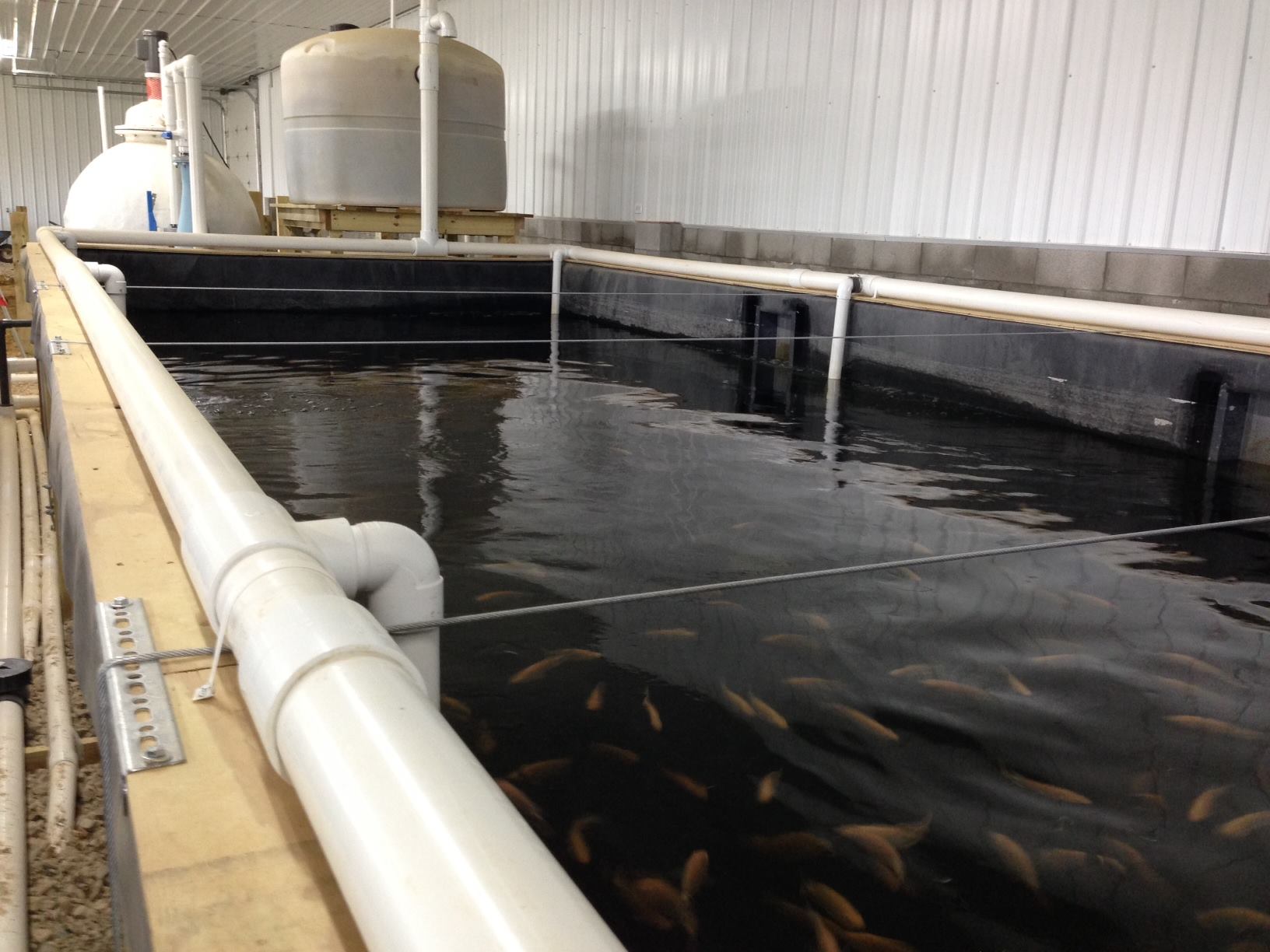 The mixed-cell raceway is now... - Ripple Rock Fish Farms