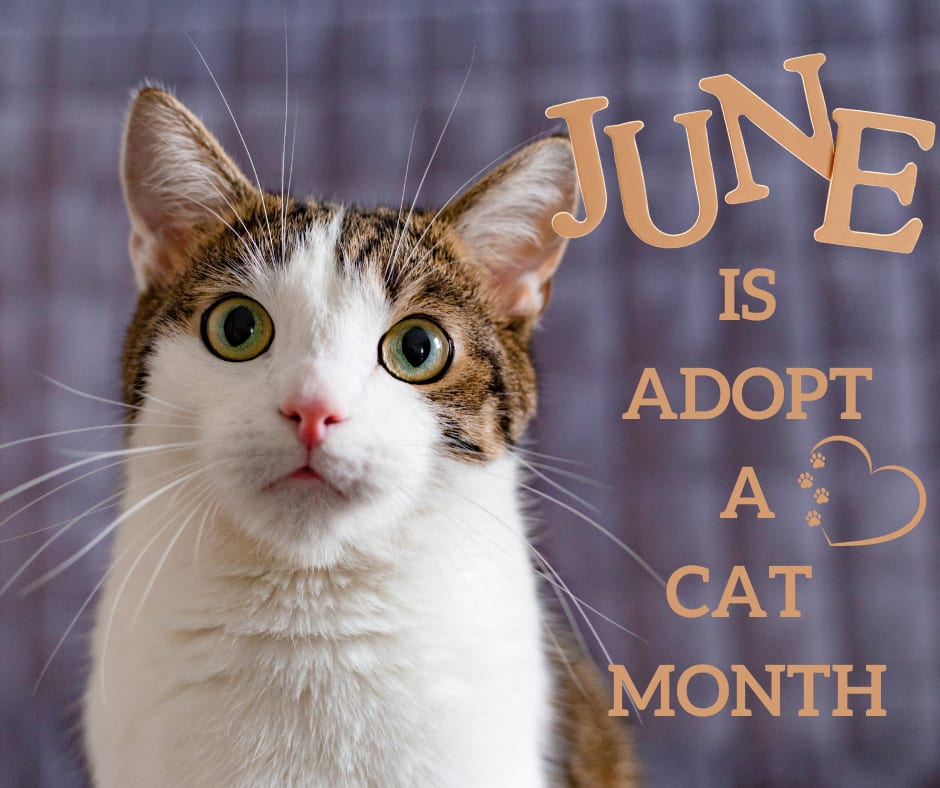 Meow! June is National... - VCA Calvert Veterinary Center