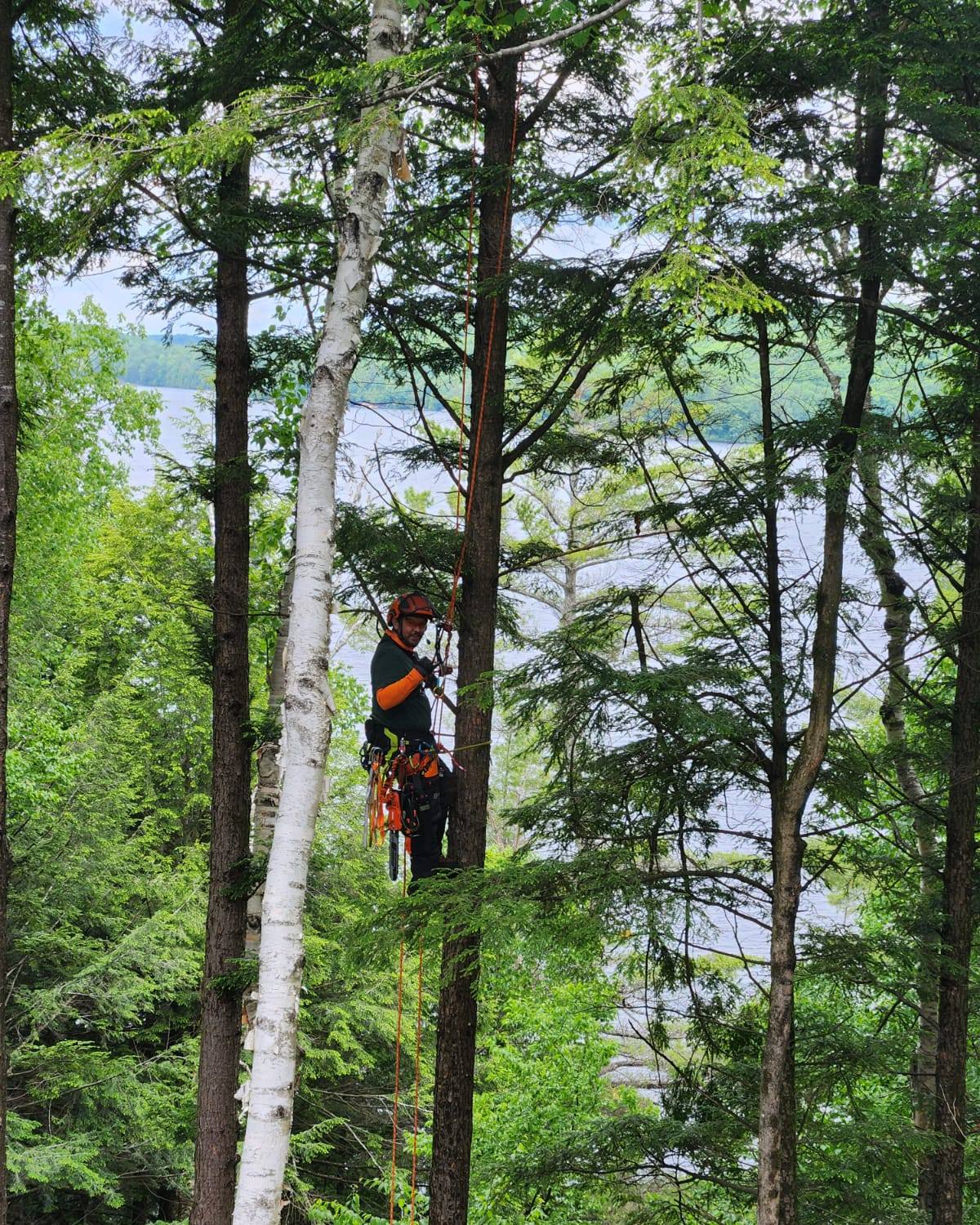 Outram Tree Solutions