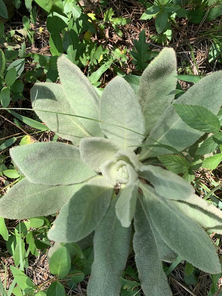 What is this plant with orange fuzz?