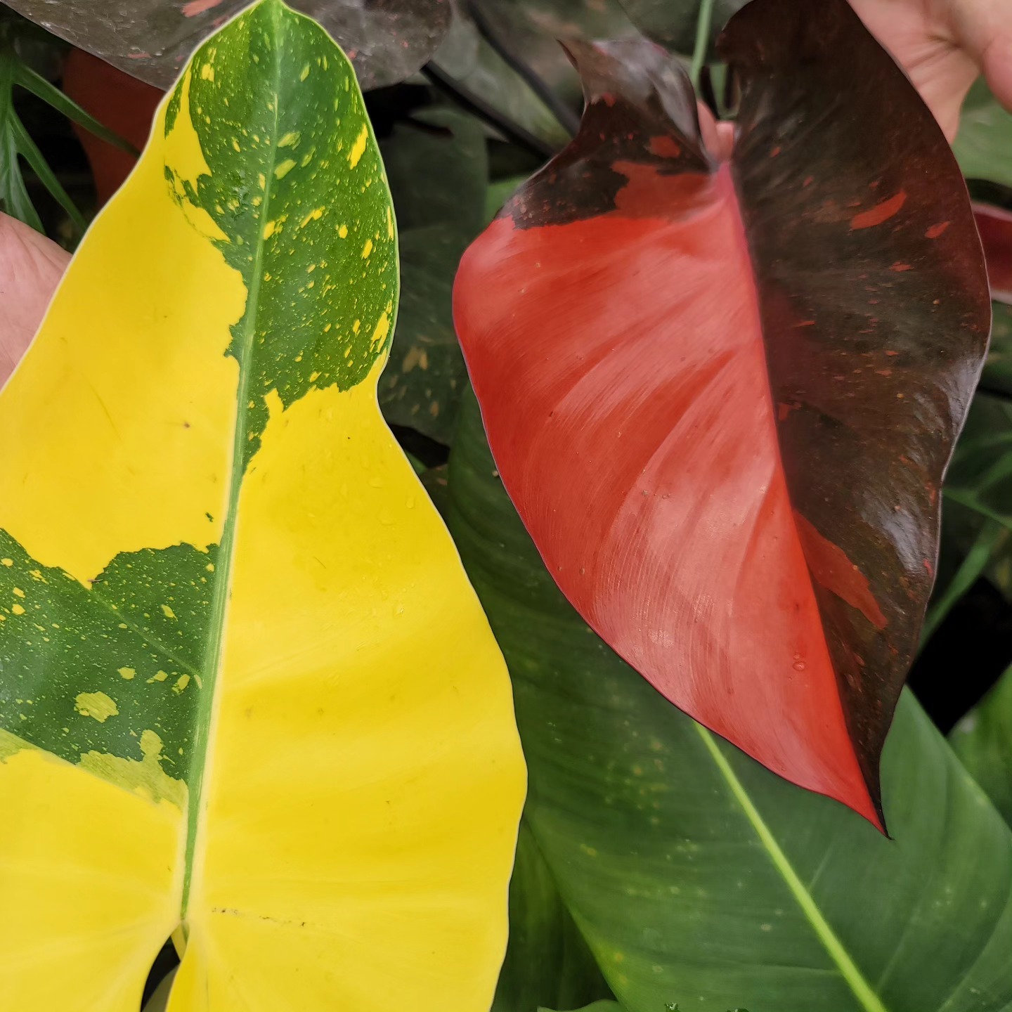 Philodendron Texas Jose Buono. took a picture outside and showed  display picture 1