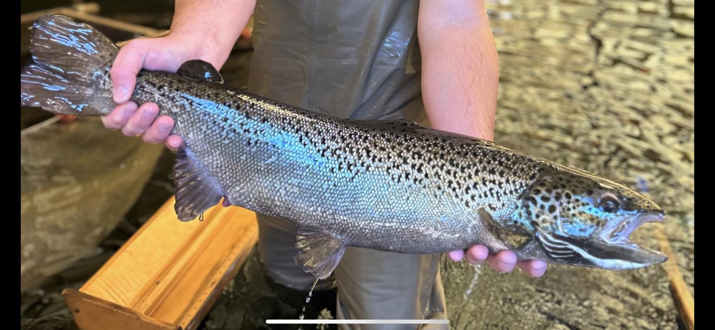 On Thursday the Shetucket... - Connecticut Fish and Wildlife | Facebook