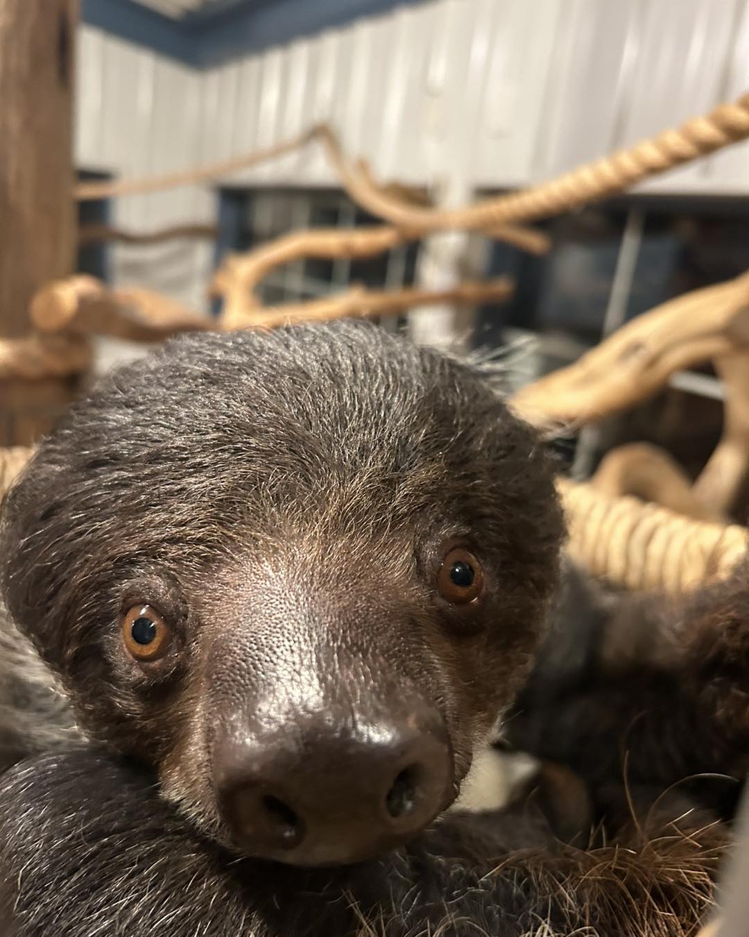 Say hi to Priscilla! We'll be stopping by for a quick hello ...