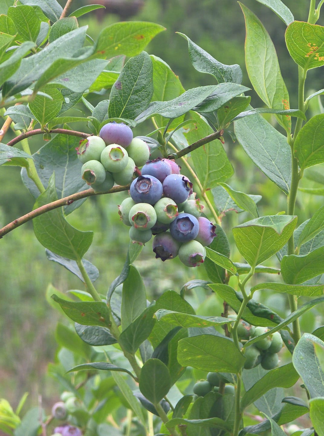 Blueberry Starter Plants – Reka Variety (4 Plants, Free Shipping, Pesticide Free)