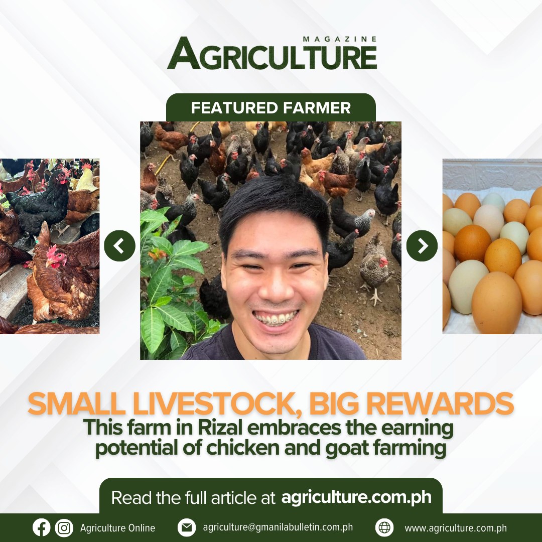 Agriculture - Jose Jericho Antoy is the owner of JJGA Eggs and Dairy ...
