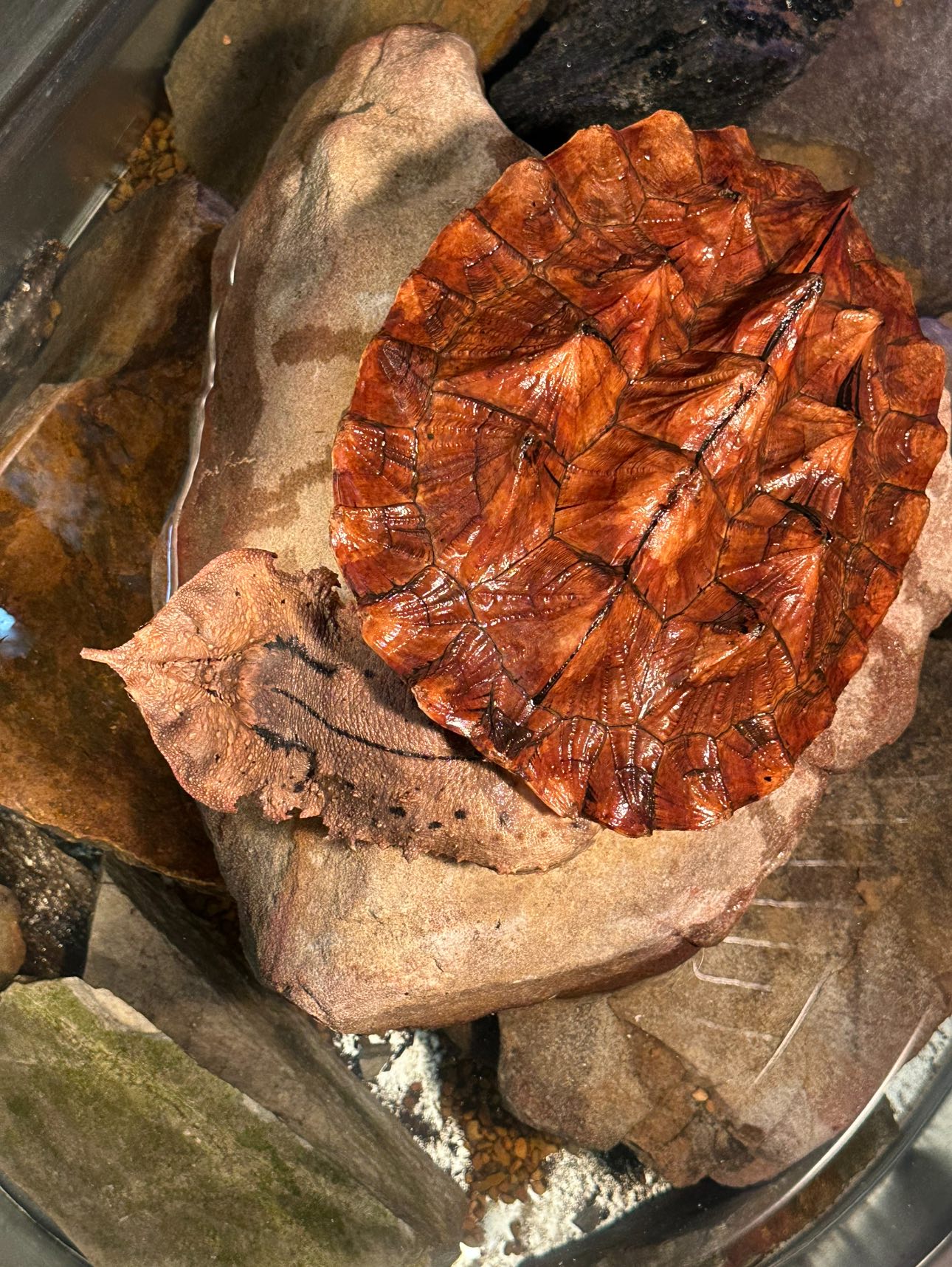 Sweet - 🧠🛑 Think you’ve seen every turtle? Think again. Come meet our ...
