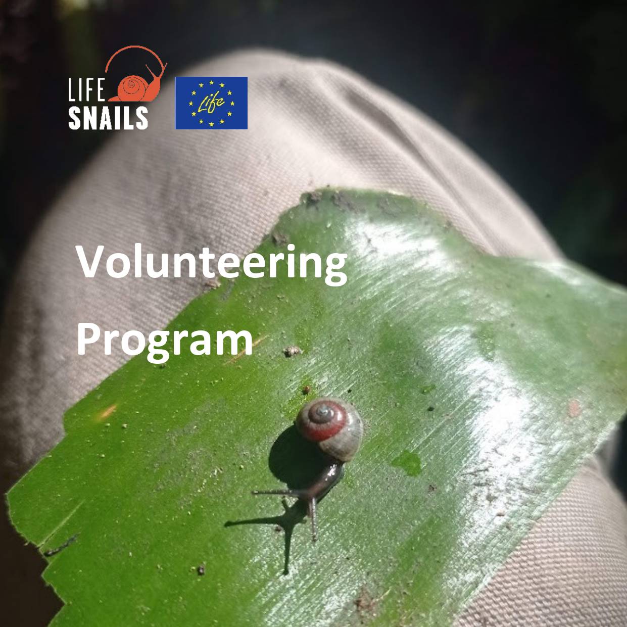 Youth Opportunities PT 🇵🇹 | LIFE SNAILS Volunteering Program | Facebook