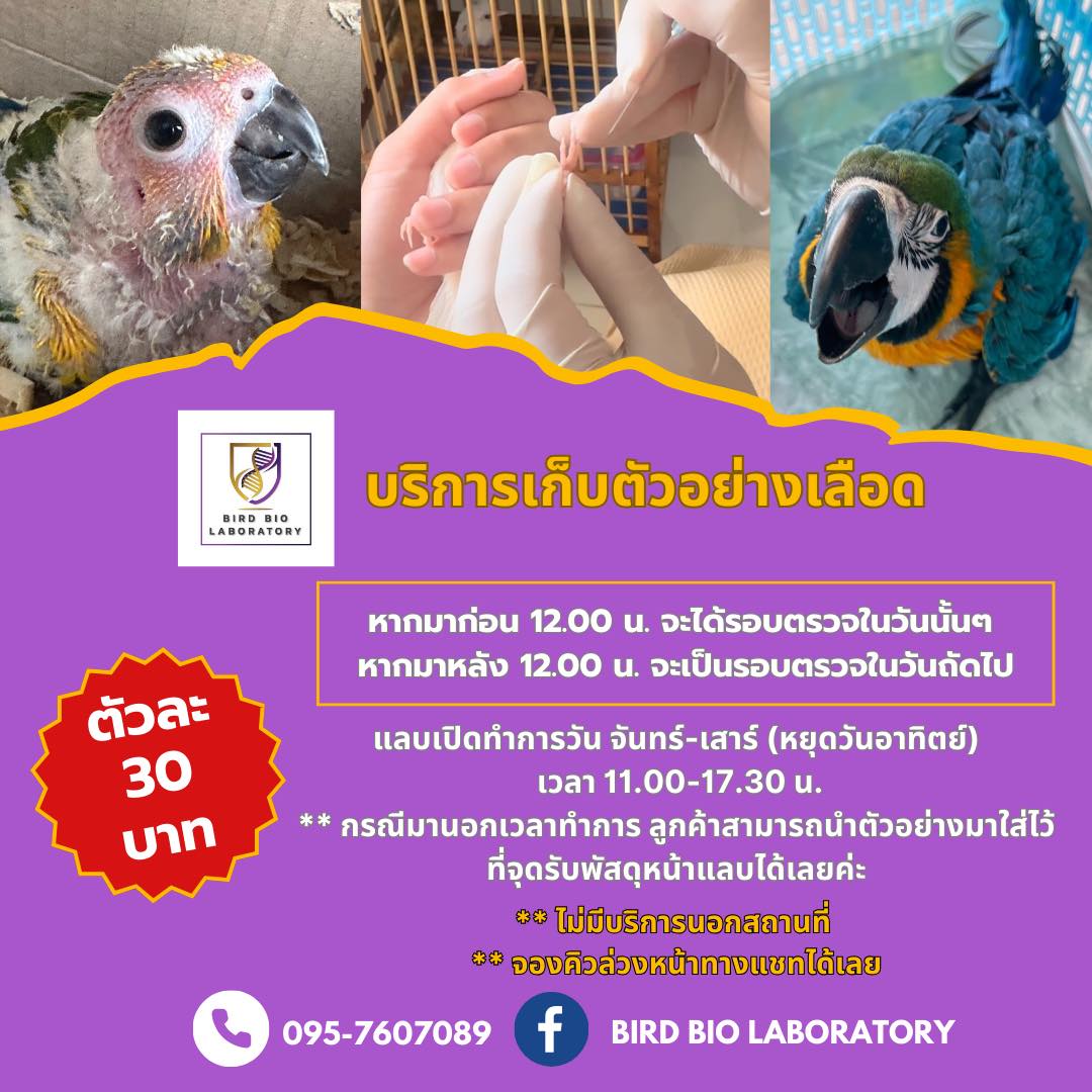 ขออนุญาตประชาสัมพันธ์แลบตรว... - Bird Bio Laboratory ตรวจเพศนก
