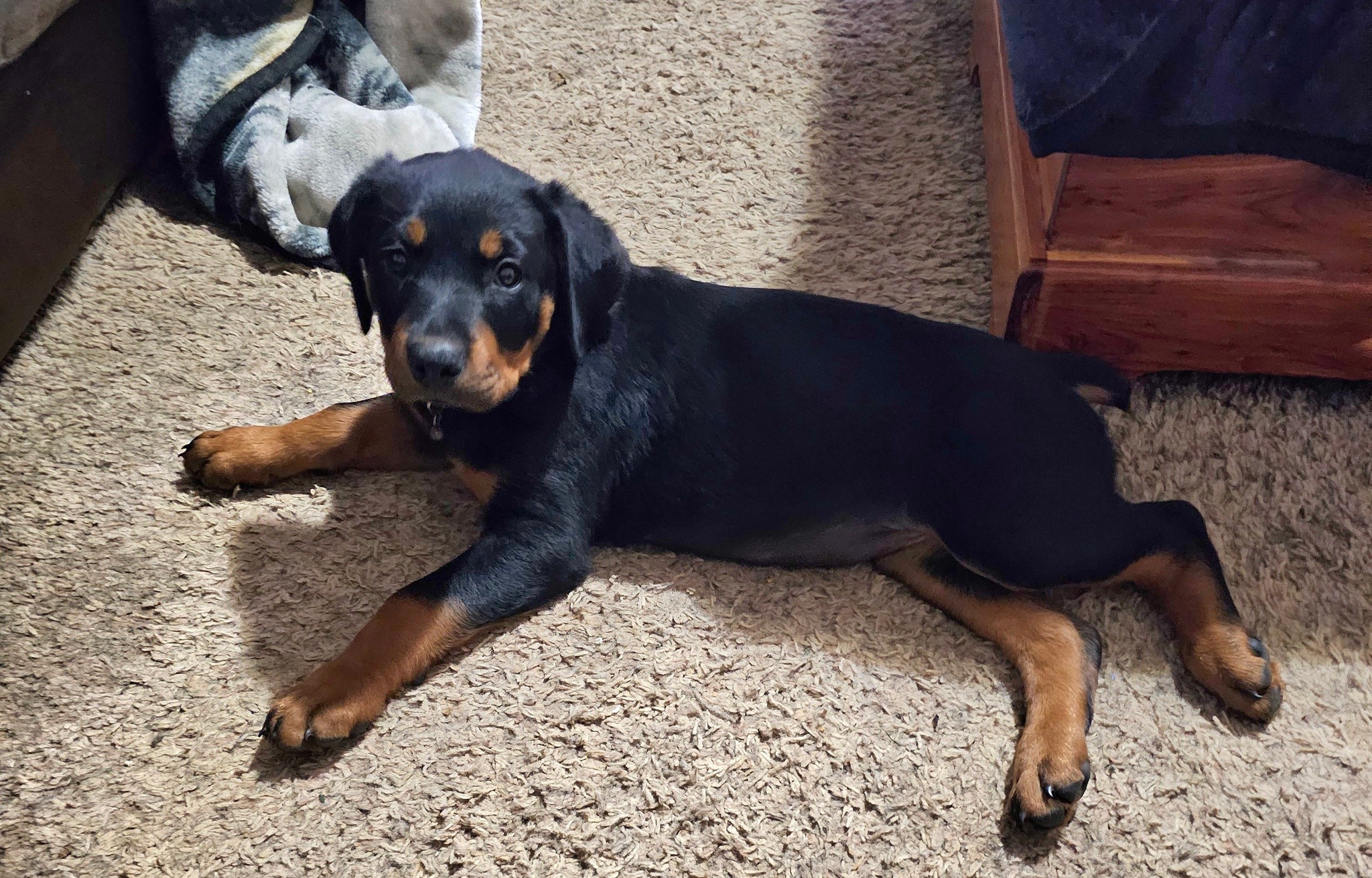 Marshall's Rottweilers of Southeast Missouri