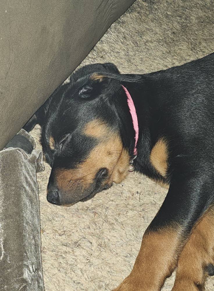 Marshall's Rottweilers of Southeast Missouri