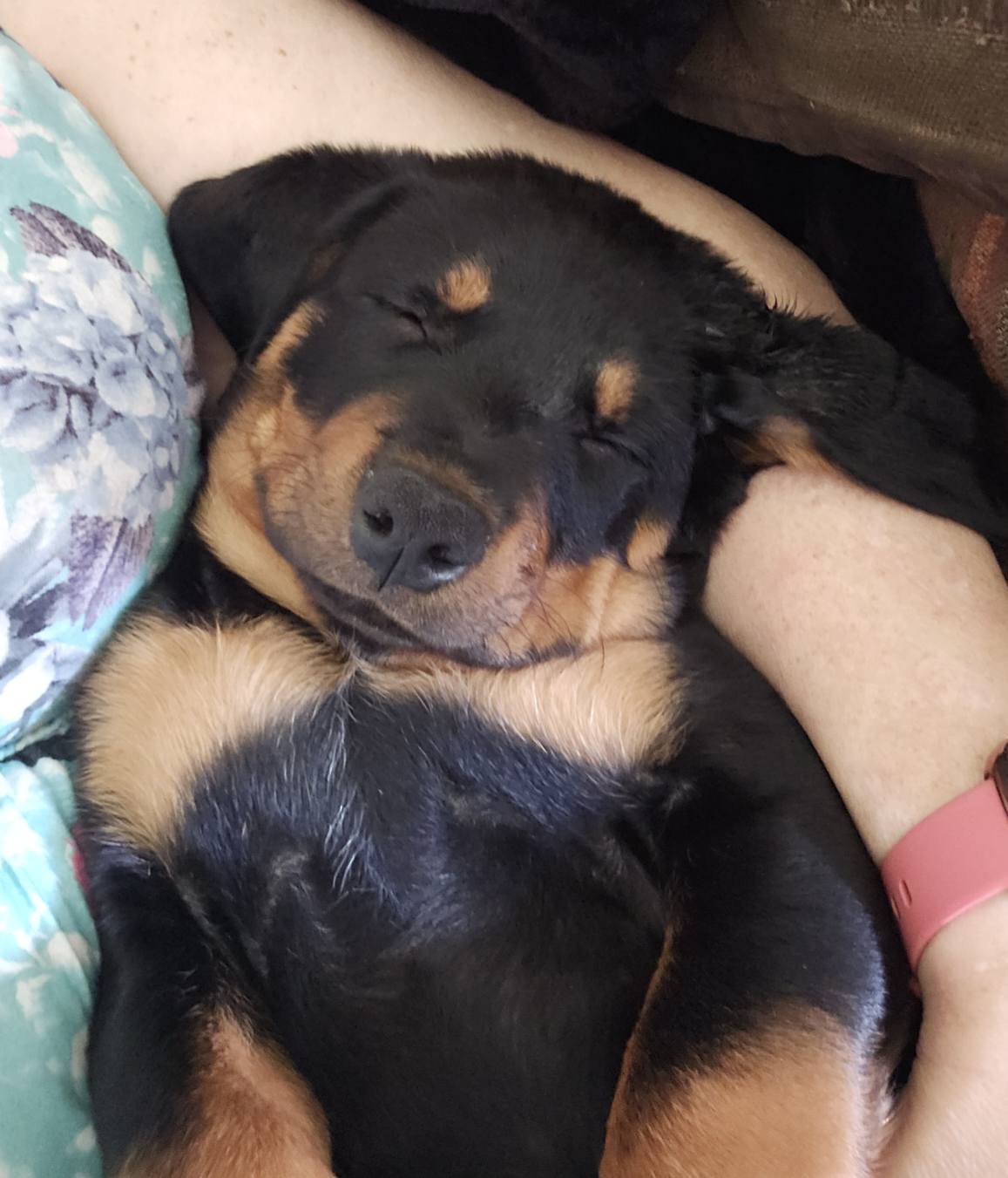 Marshall's Rottweilers of Southeast Missouri