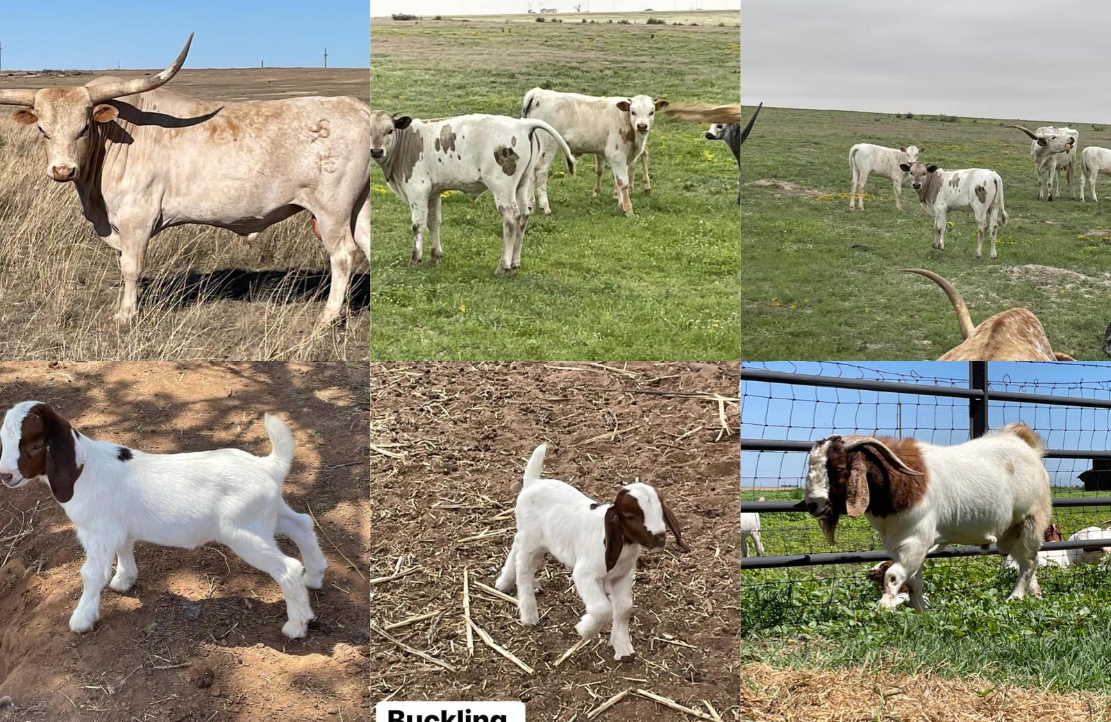 Rising A Ranch