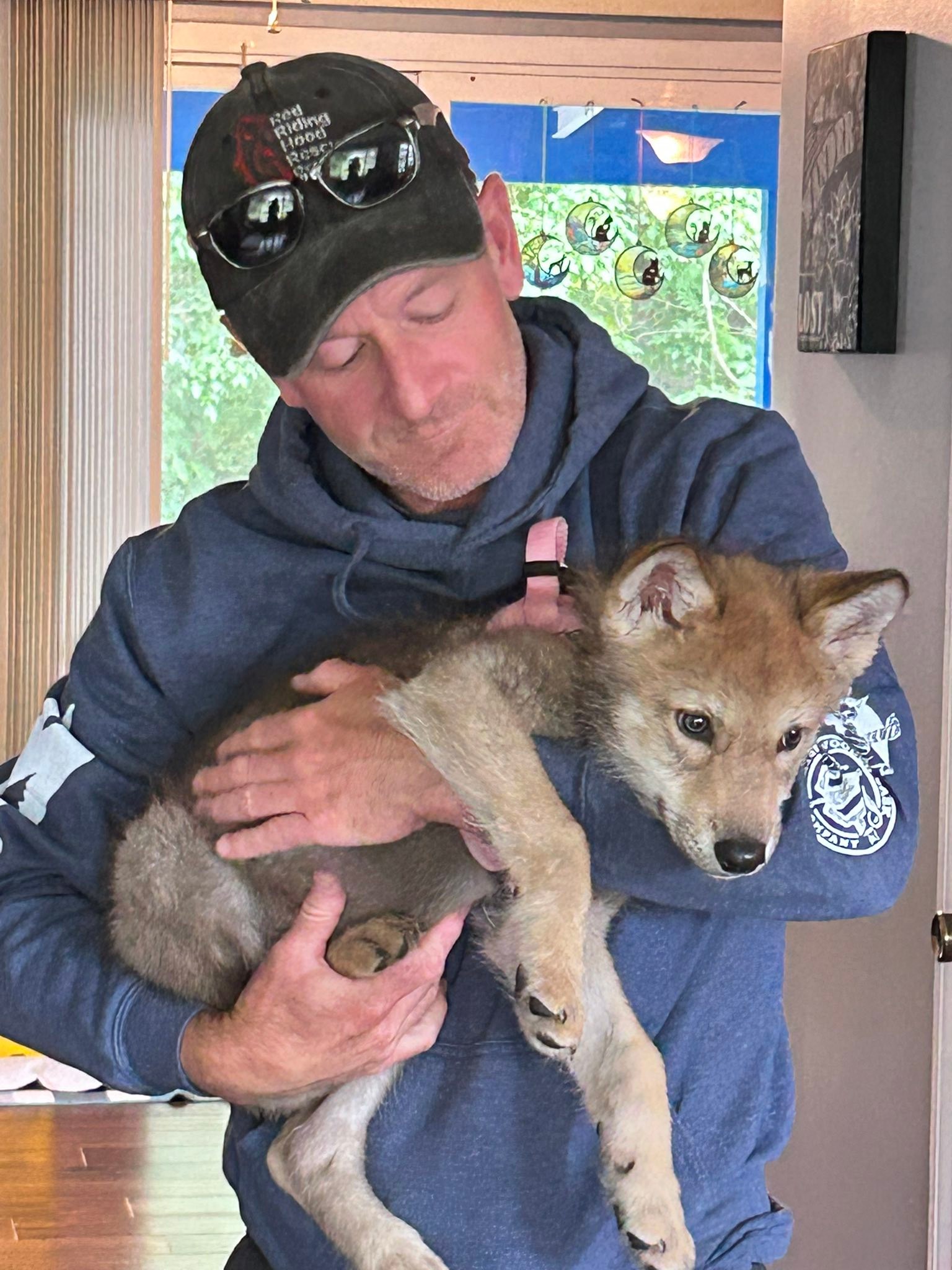 Red... - Red Riding Hood Rescue Project - a wolfdog rescue