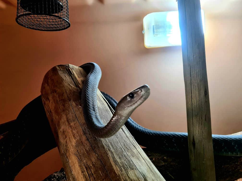 Snake Relocation Gaborone... - Snake Relocation Gaborone