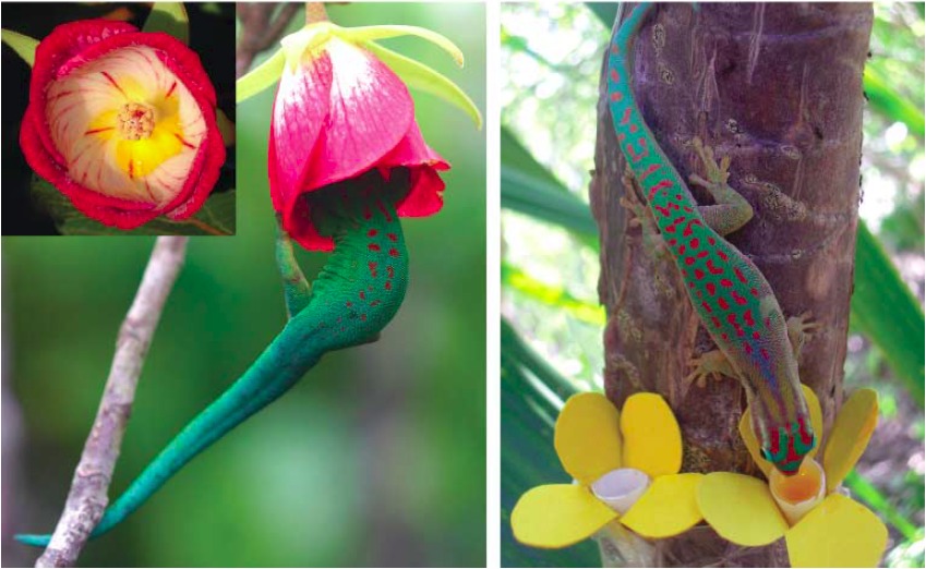 【植物提供鮮豔花蜜，日守宮來... - 這到底是什麼鬼生物 Brief Reports on Weird Creatures | Facebook