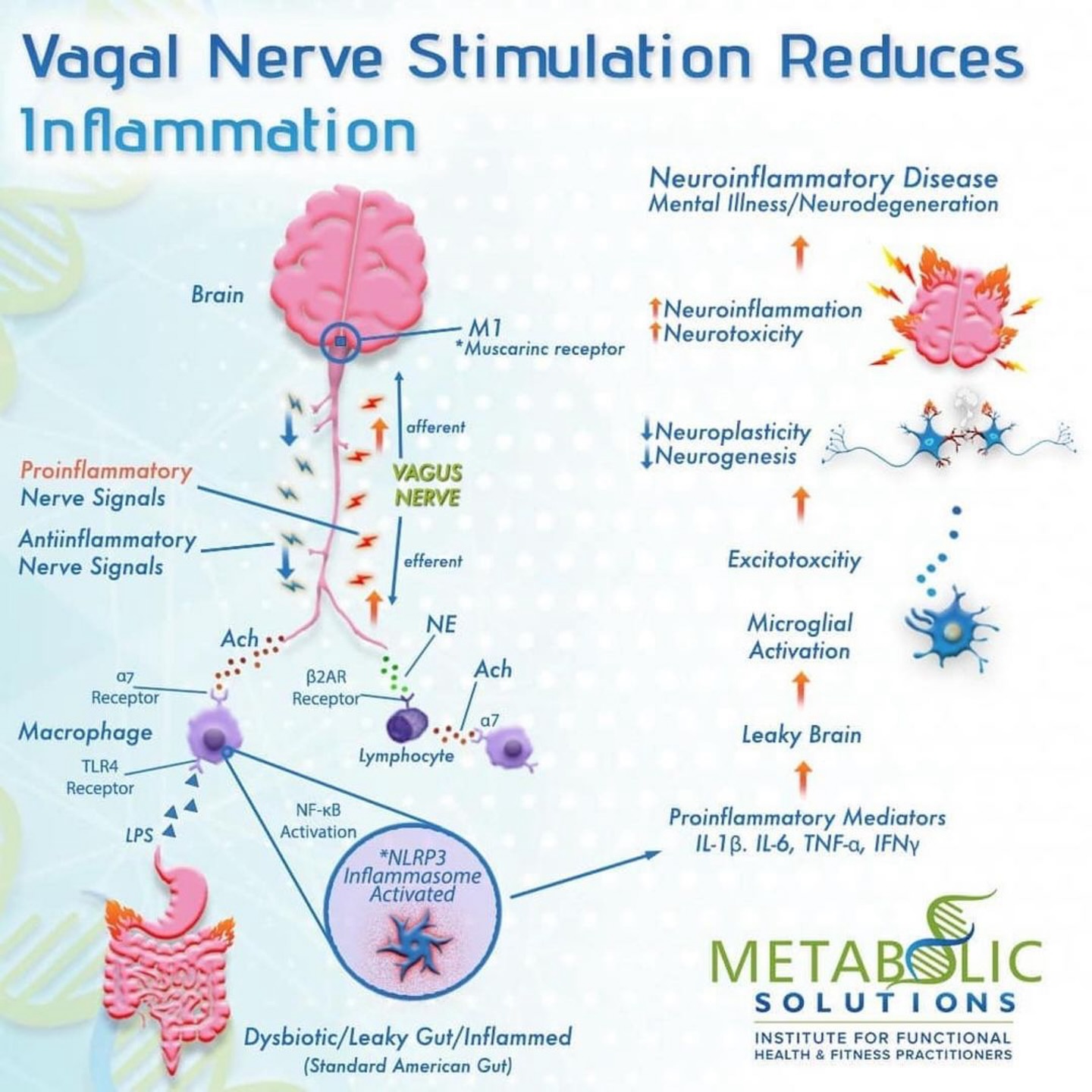 PhysioOsteoBook - INFLUENCE OF VAGAL NERVE STIMULATION ON...