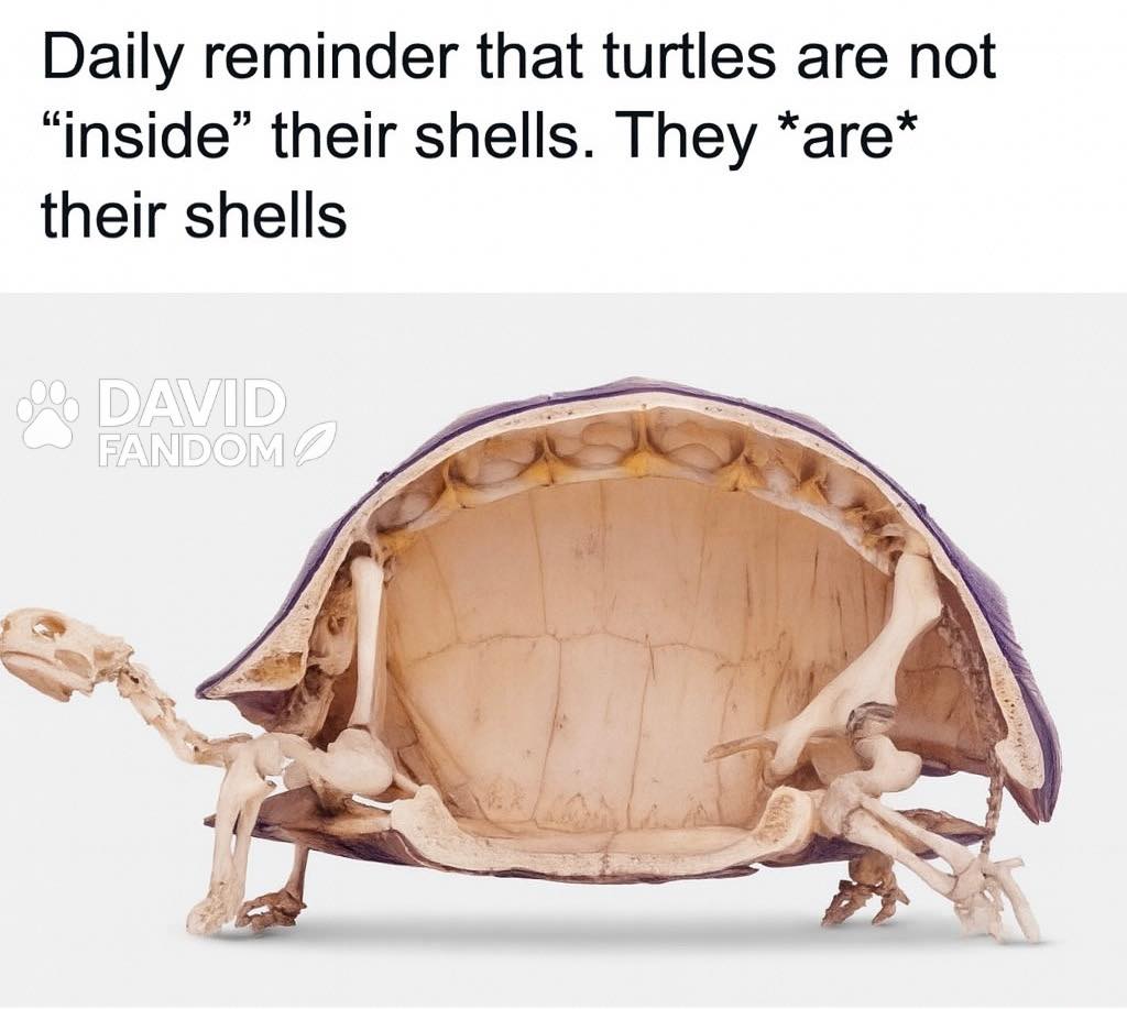 A turtle