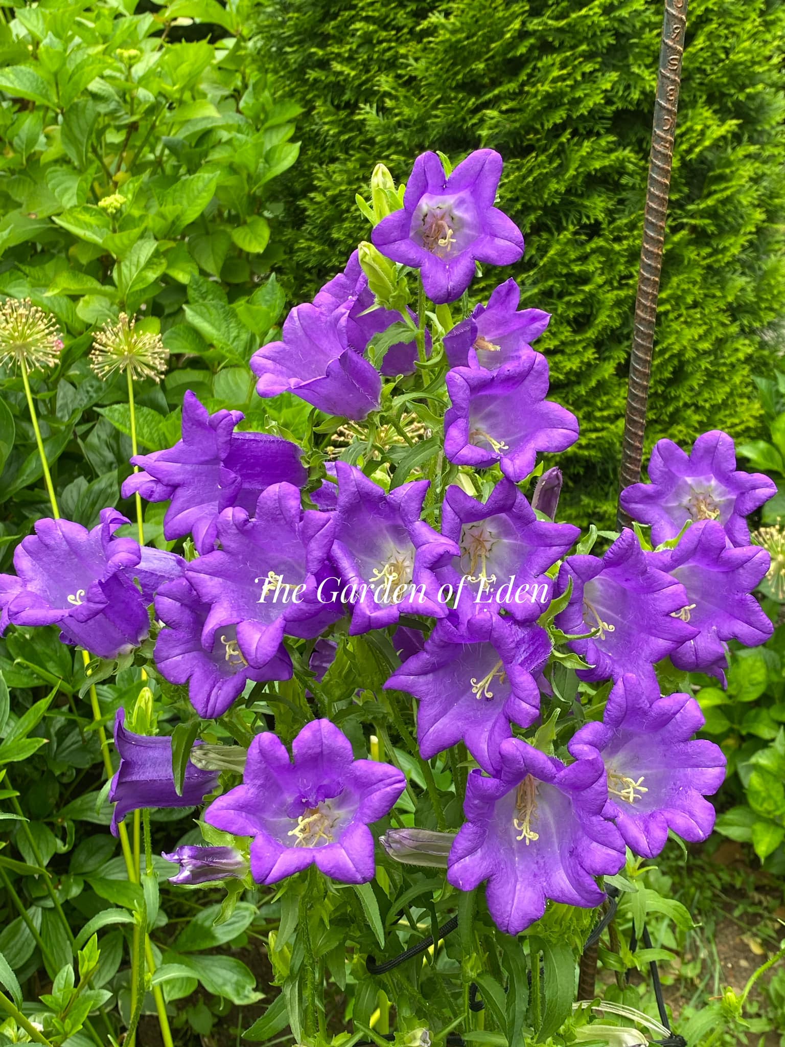 What type of bell flowers are these in my garden?