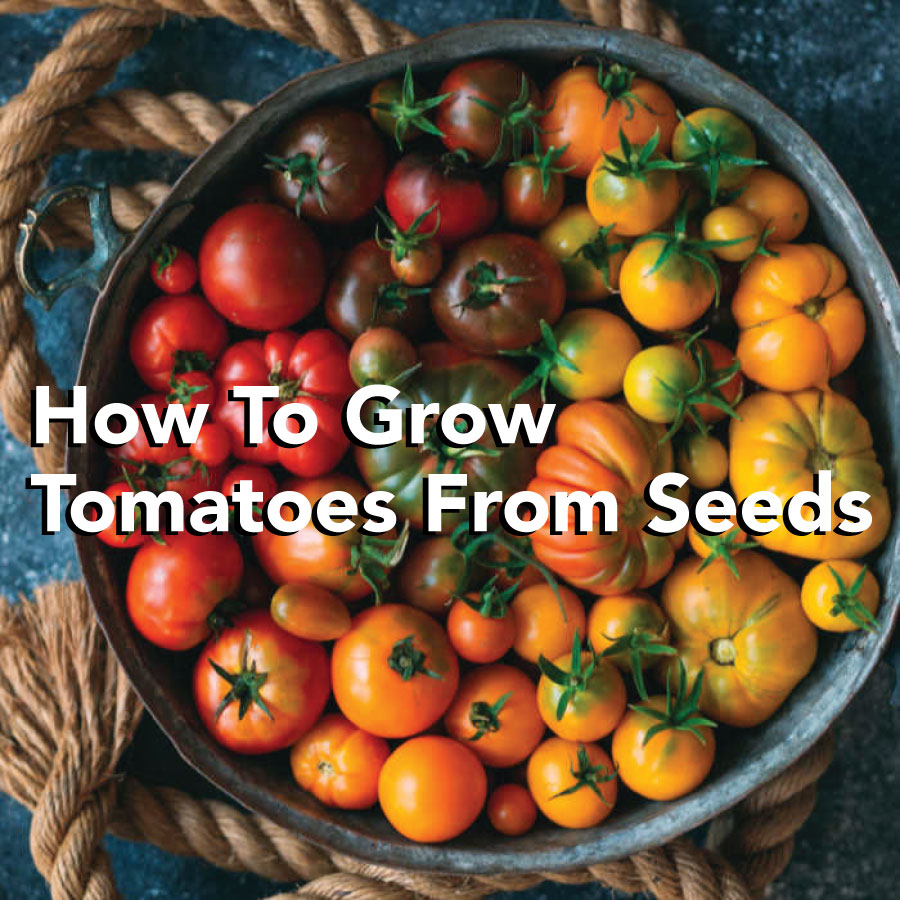 🍅 Tomato Season Is Almost Here! 🍅 June marks the start of tomato