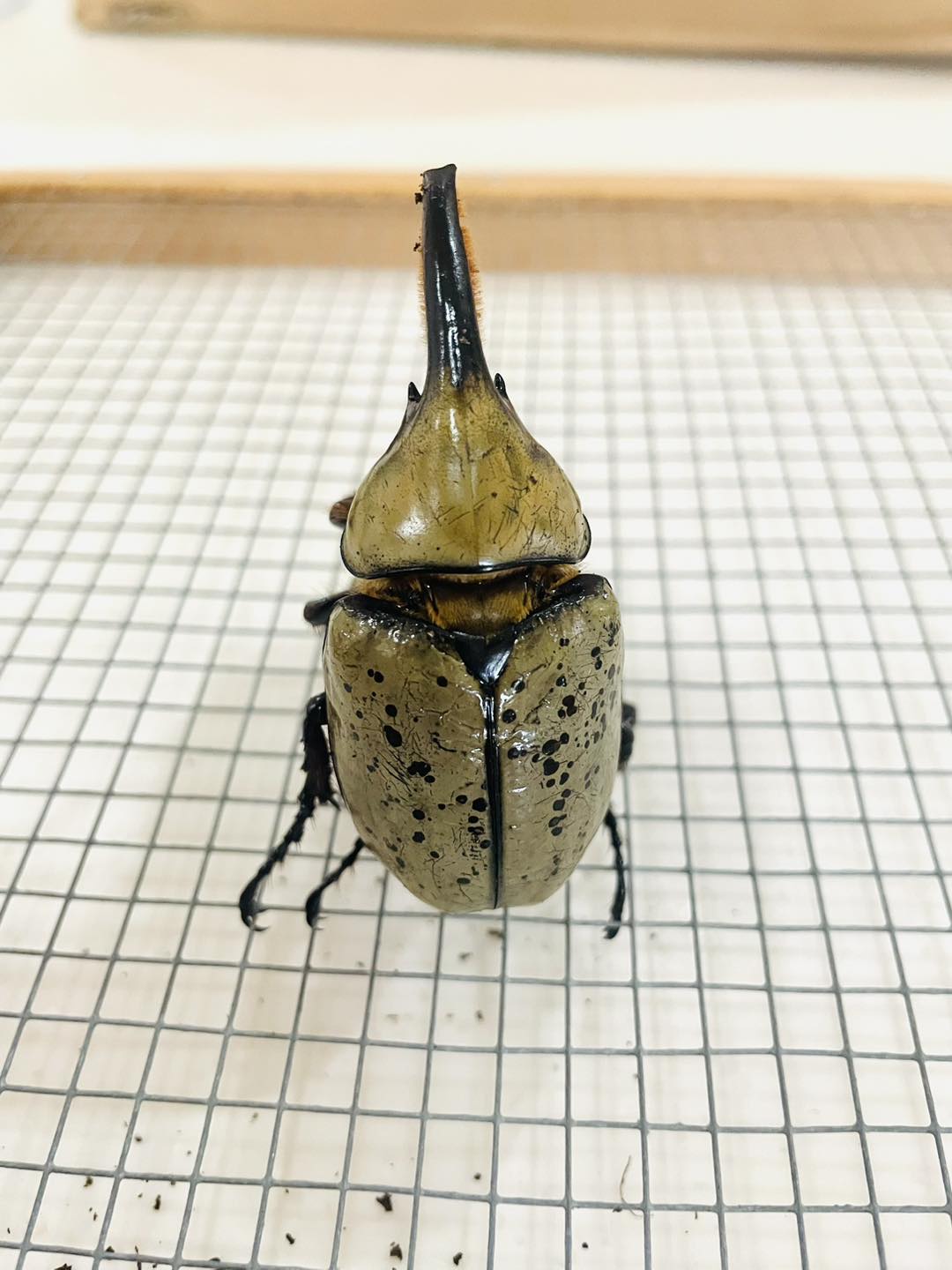 Boom&Insect