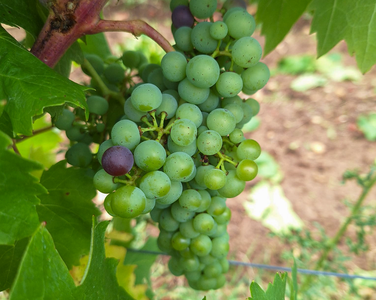 Domaine - 🍇 La véraison : l’art pour le raisin de rougir en public 🌿 ...