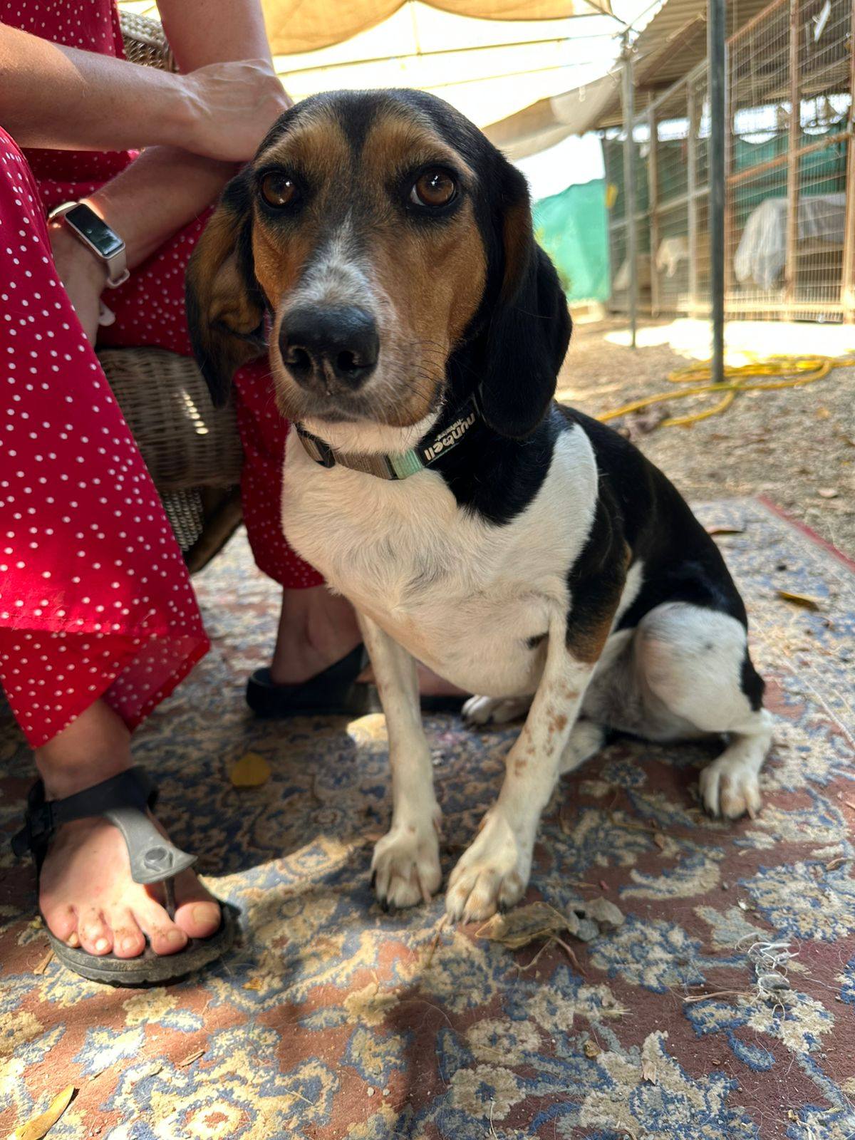 Pound Dogs for... - Pound Dogs for Adoption Limassol, Cyprus