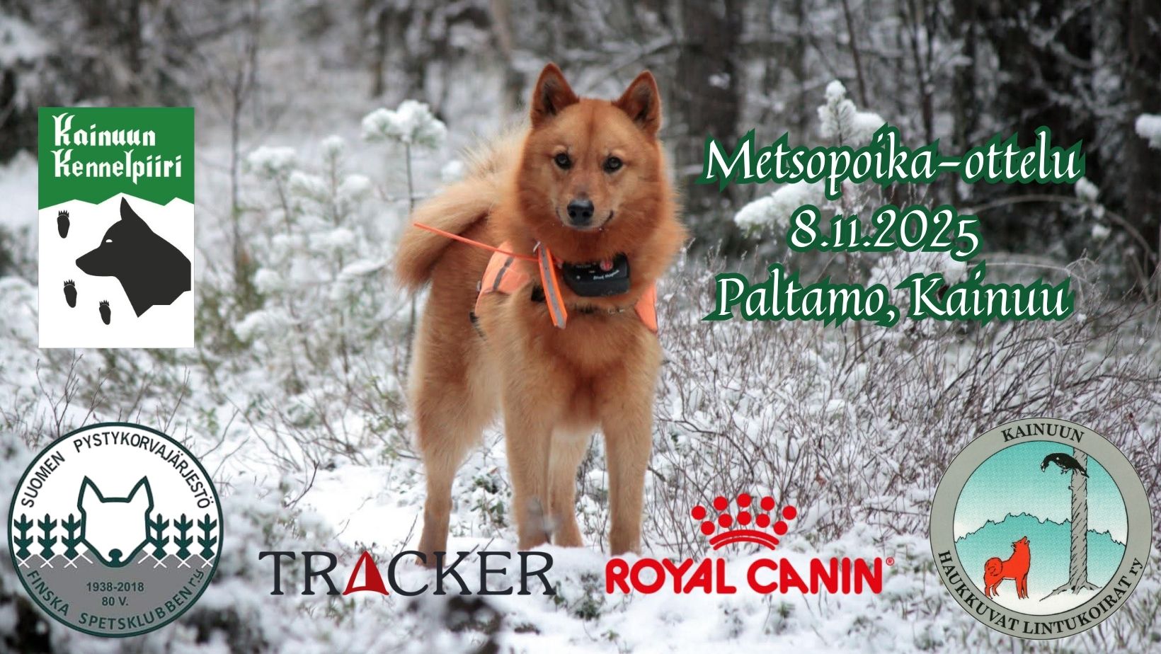 Pystykorva-lehti added a new photo. - Pystykorva-lehti